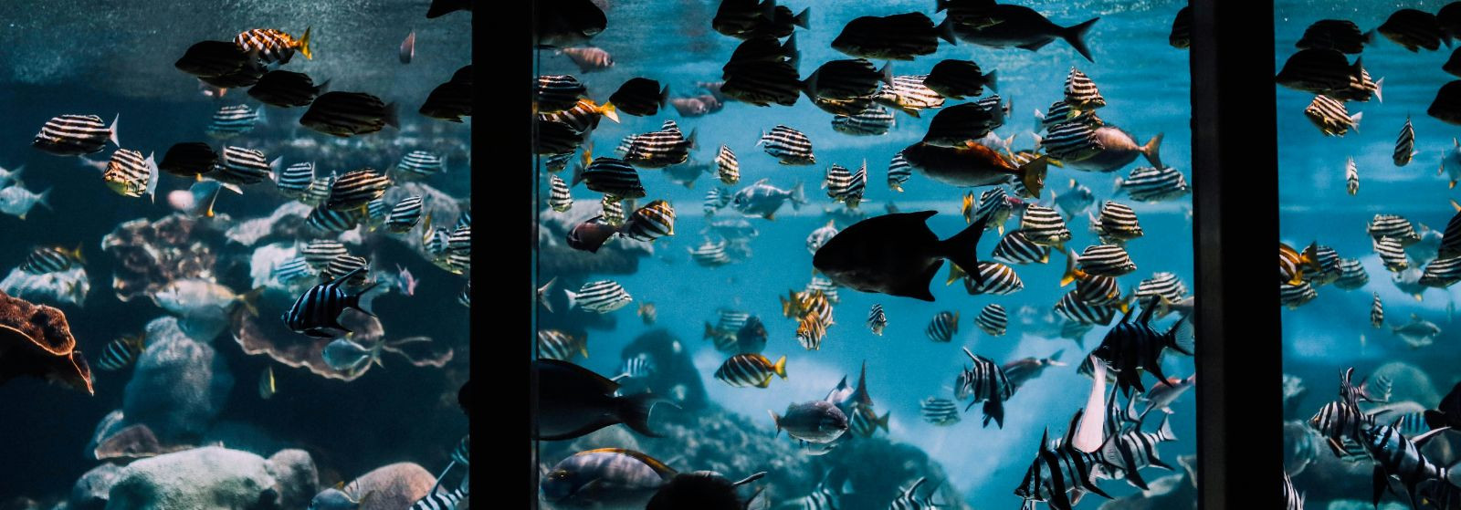 Lai valik klaasakvaariume ja täpselt sobivaid akvaariumialuseid  annab vabaduse luua harmooniline veealune maailm nii koduses interjööris kui ka näitusepaigutus