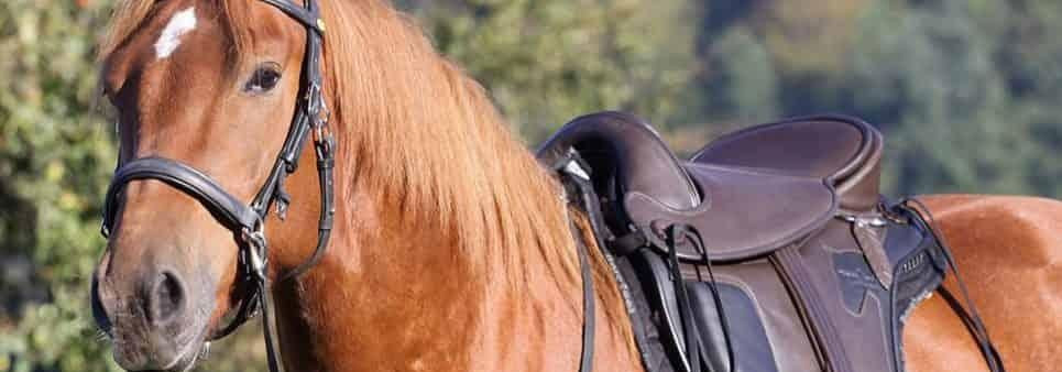 Meie oleme spetsialiseerunud hobimaailmale pühendunud veebiturg, mis toob kokku hobuseomanikud, tõuaretajad, ostjad, rentnikud ja teenusepakkujad. Meie eesmärk 