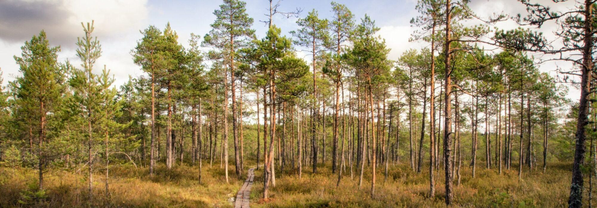 Me aitame tootjaid, importijaid, edasimüüjaid ja väiksemaid ettevõtteid täita Eesti ja Euroopa Liidu nõudeid seoses Intrastat’i, pakendiarvestuse ning keskkonna