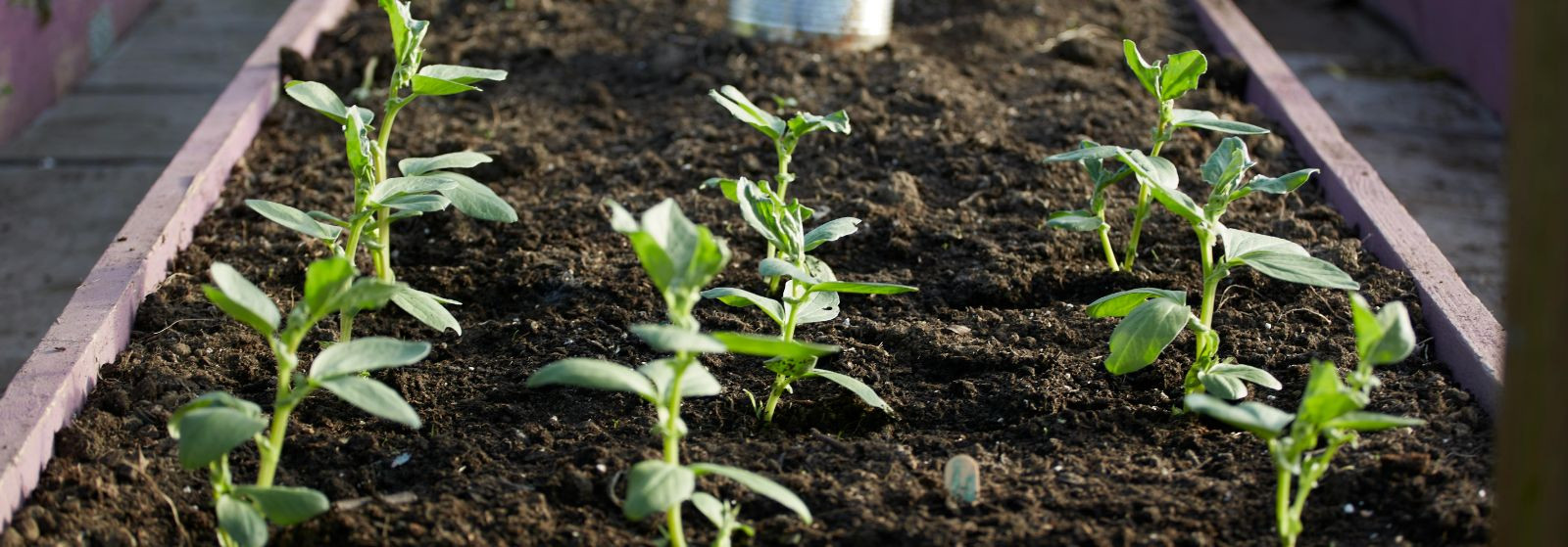 Kõik vajalik terviklikuks aednikuelamuseks ja väiketootmiseks 
  Seemne- ja aiateenused  pakuvad laiavalikulist valikut aiasorte, tulbisibulaid ja püsilille see