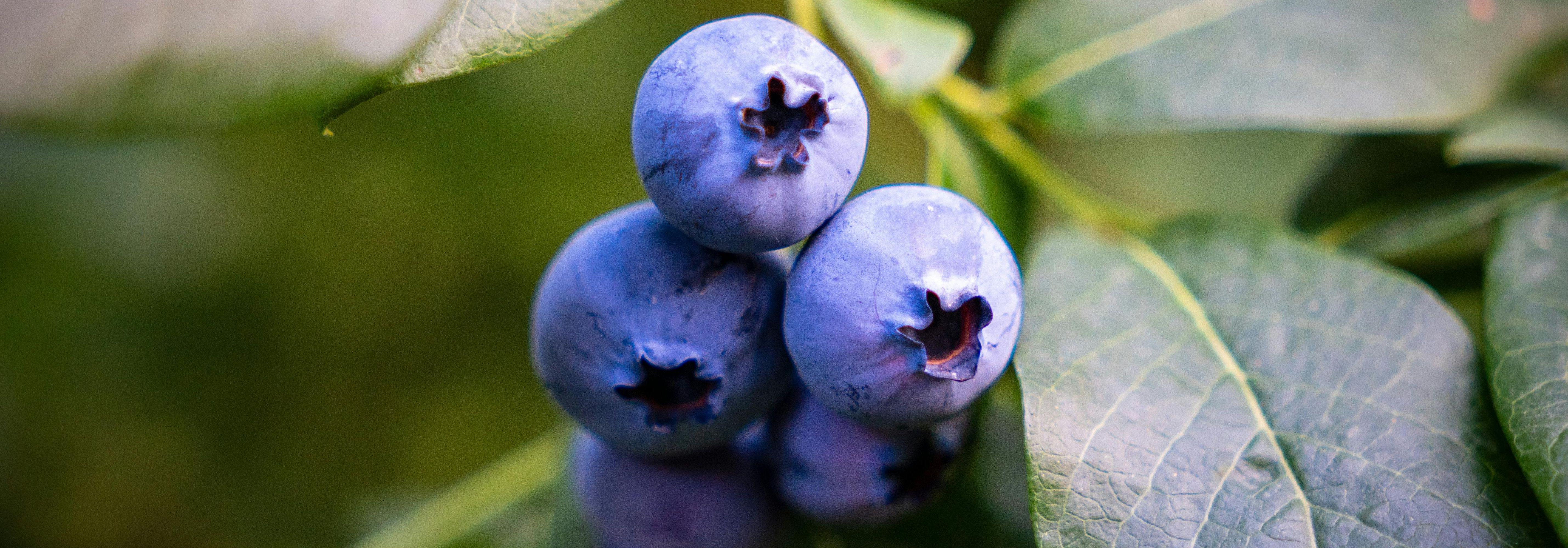 Our company supports fruit growers in a comprehensive way in order to achieve more stable and high-quality harvests and to keep plants and bee families in good 