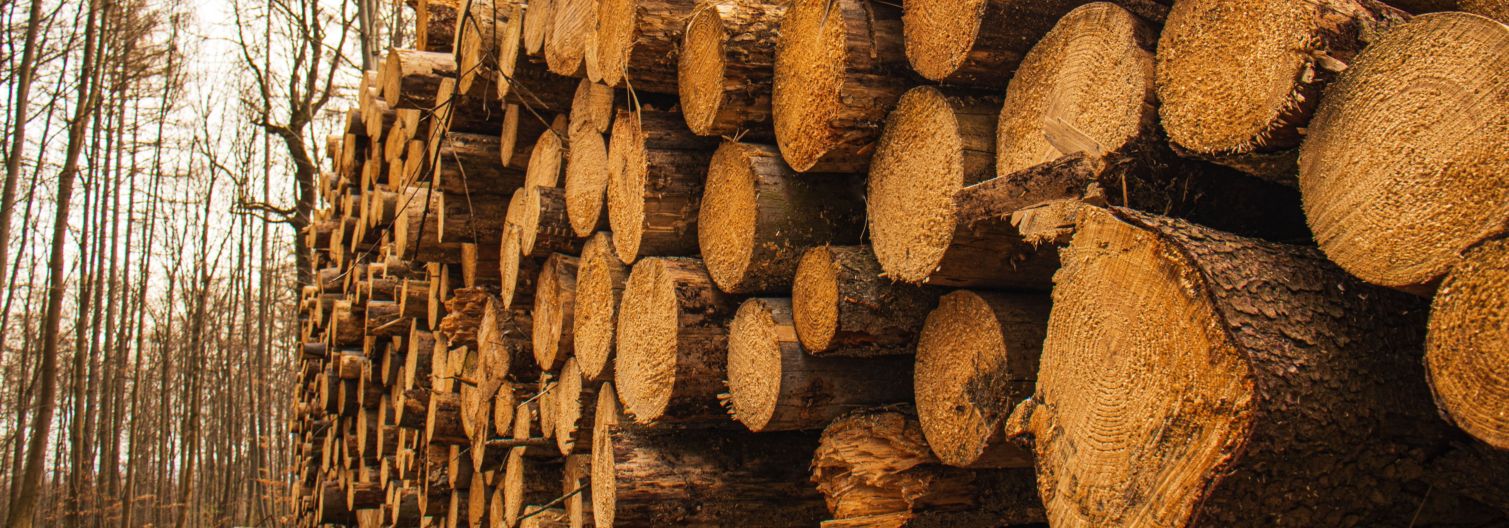 Puidutööstus on pikka aega olnud globaalse majanduse nurgakivi, pakkudes olulisi materjale ehituseks, tootmiseks ja energia saamiseks. Vaatamata kõikumistele on
