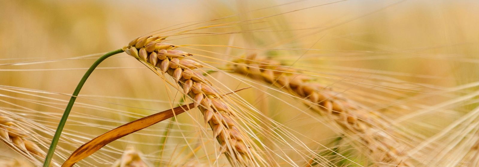 Kiire ja ohutu teravilja saagikoristus  kaasaegse  teravilja koristustehnika  abil vähendab koristusalaseid kaotusi ja tagab vilja maksimaalse turuväärtuse. Jär