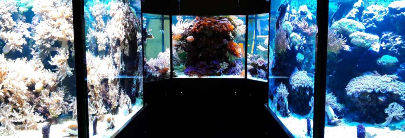 Akvaarium on loodusliku veekogu bioloogiline mudel, s.t. ka akvaariumis ...