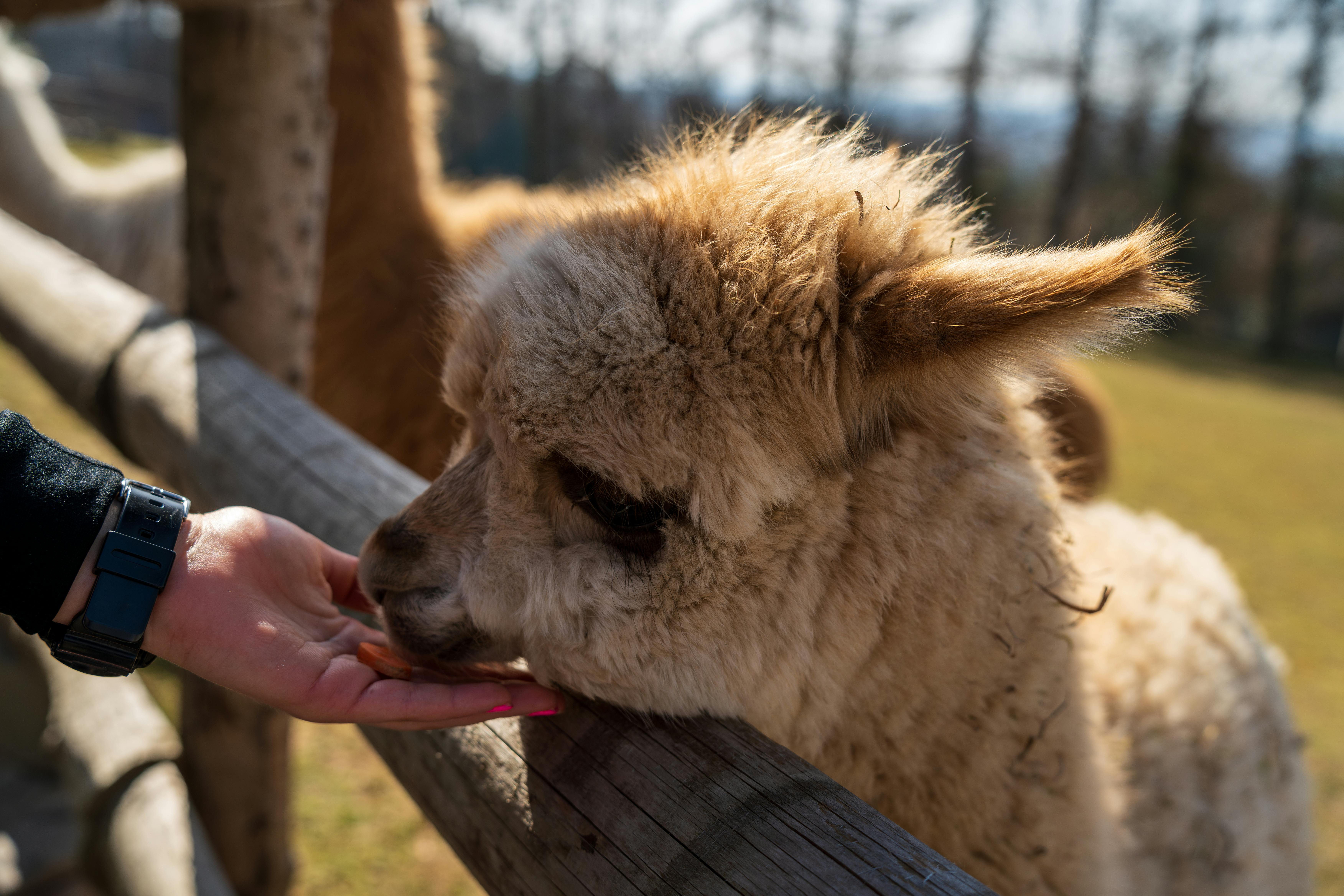 Alpaca experience combines a pleasant nature, the proximity of relaxing animals and high quality alpaca wool products. This is the place where people come to se