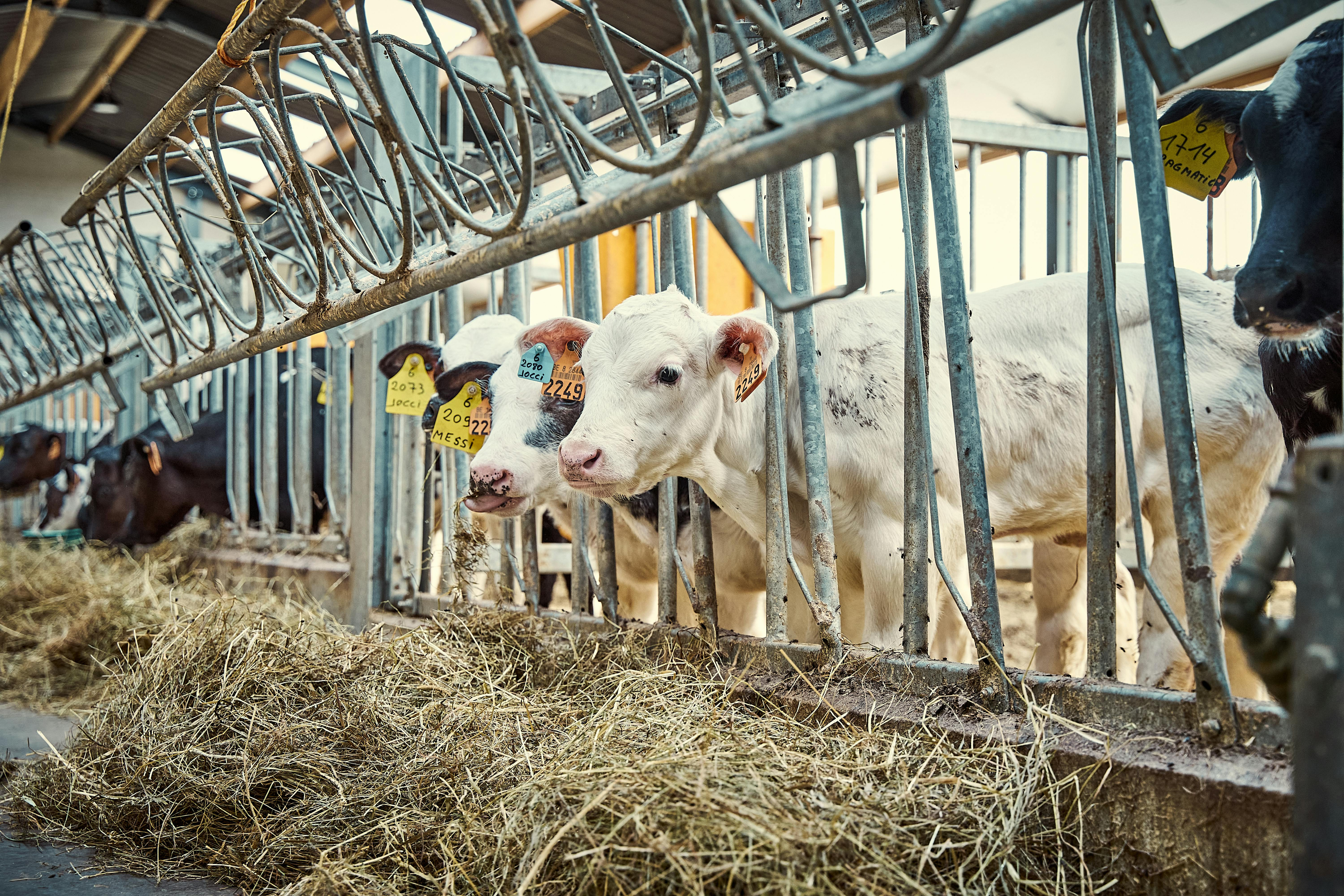 Animal management  is an effective solution to ensure animal welfare, smooth operation and stable livestock development. If the purpose is to keep animals healt