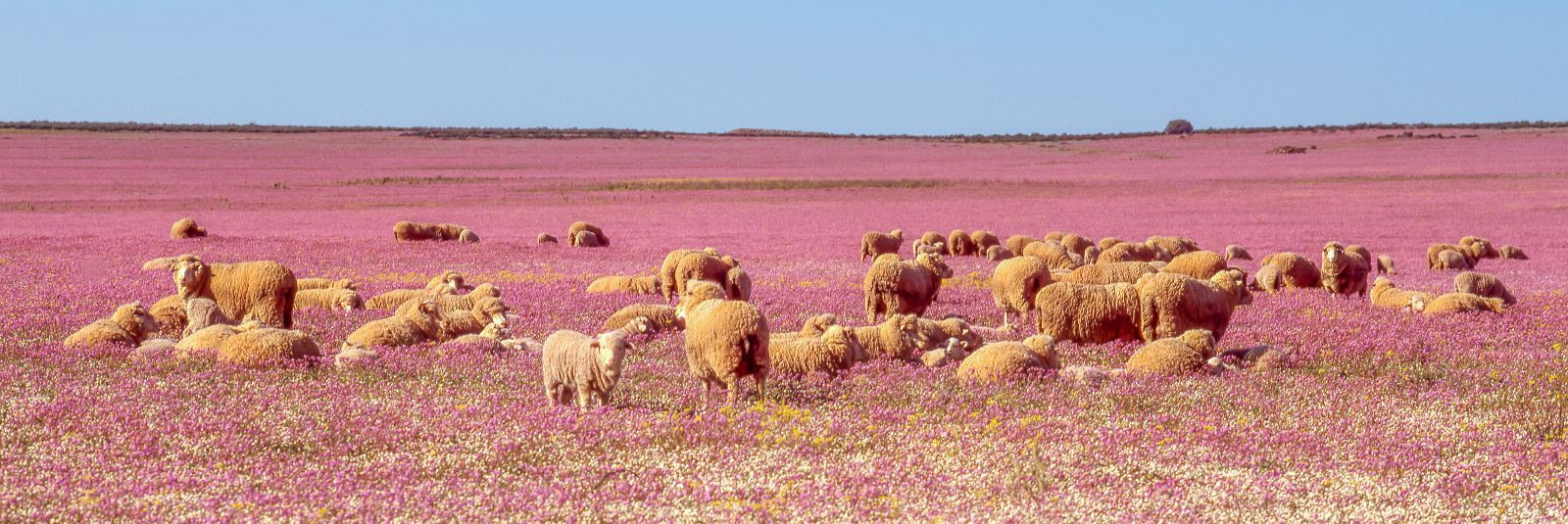 Kui räägitakse luksuslikest looduslikest kiududest, tuleb tihti esile Arles Merino lambavill. Selle erilise lambatõu villa eripära ja kvaliteet teevad sellest ü