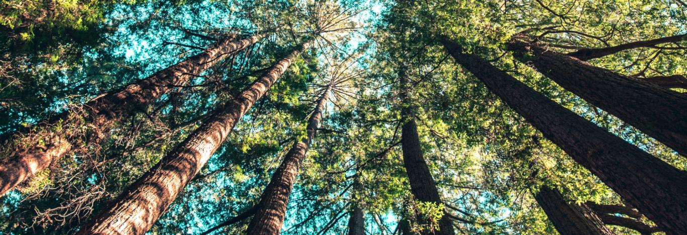METSAMAJANDAMISKAVADE KOOSTAMINE Metsamajandamiskava on metsaomanikule abimeheks mõistlike metsamajandamisviiside kavandamisel.METSAMATERJALI OST Ostame metsaom