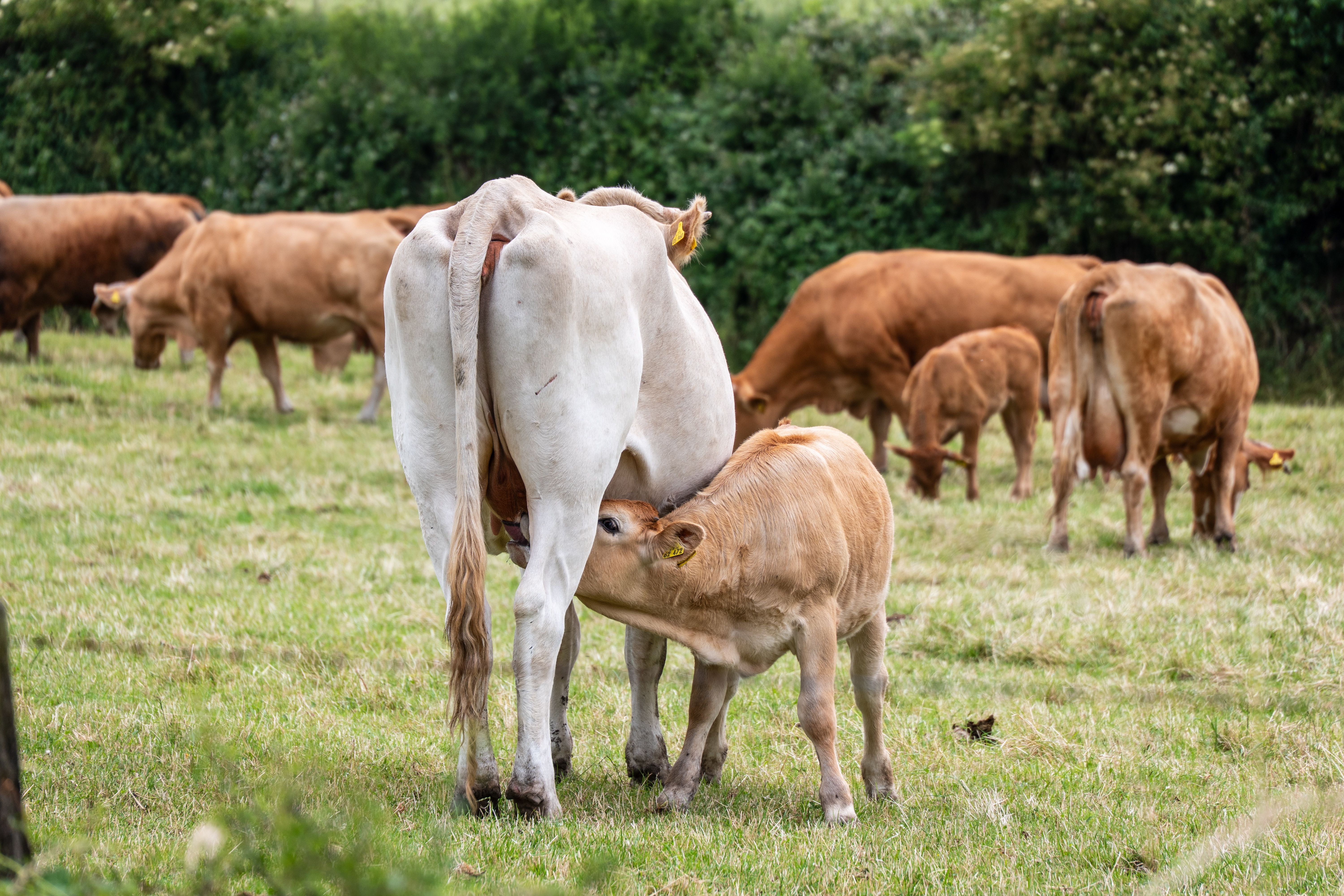 Beef farming  is the basis for successful livestock production if the aim is a strong, uniform and well-managed herd. Considered livestock farming helps to supp
