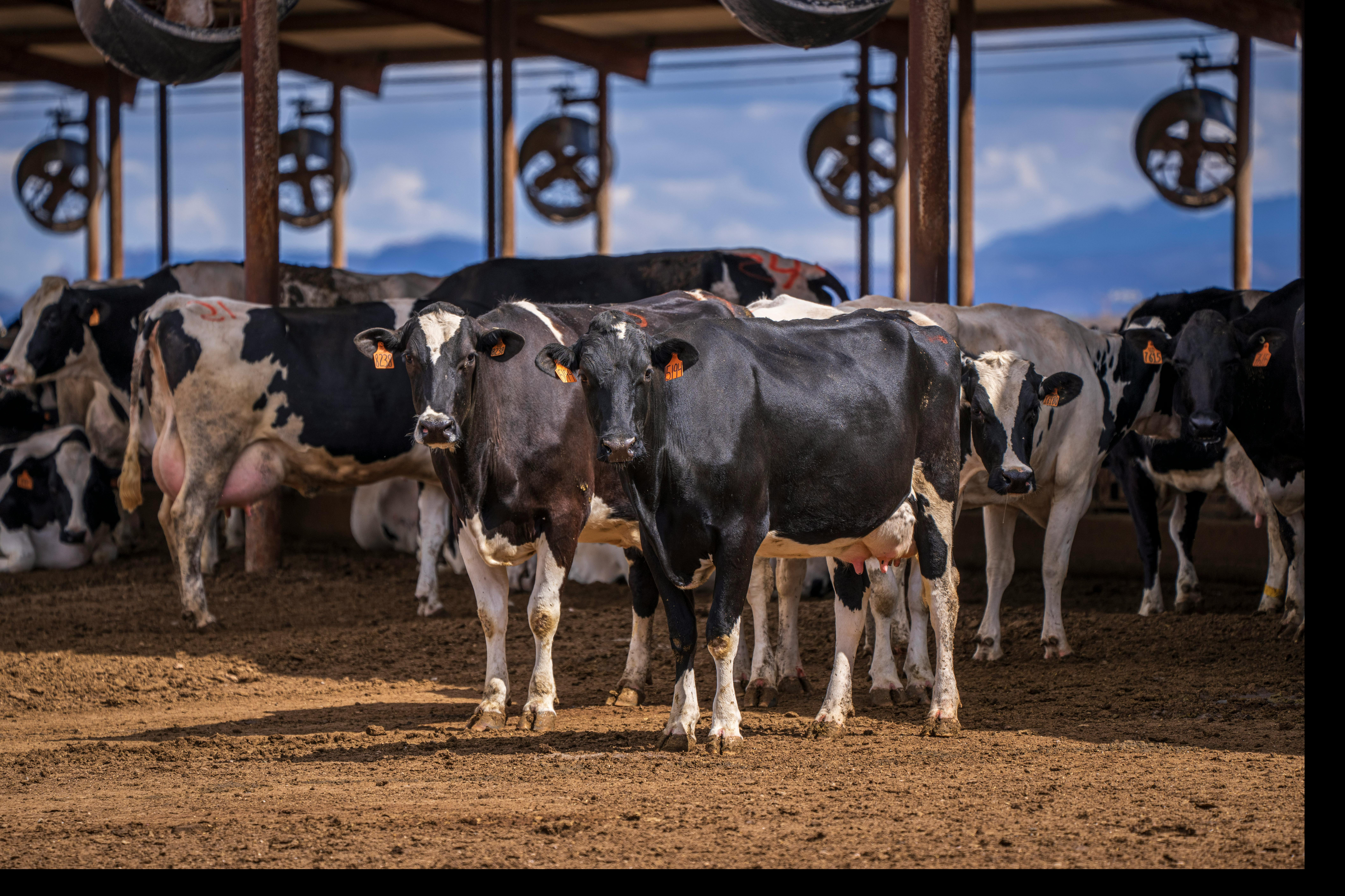 Beef farming  is successful when the welfare of the herd, productivity and day-to-day work organisation move in the same direction. Well-managed  bovine housing