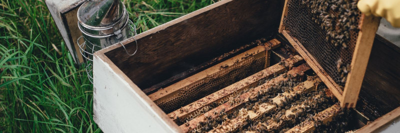 Beekeeping:  Preserving Nature and Making Healthy Choices