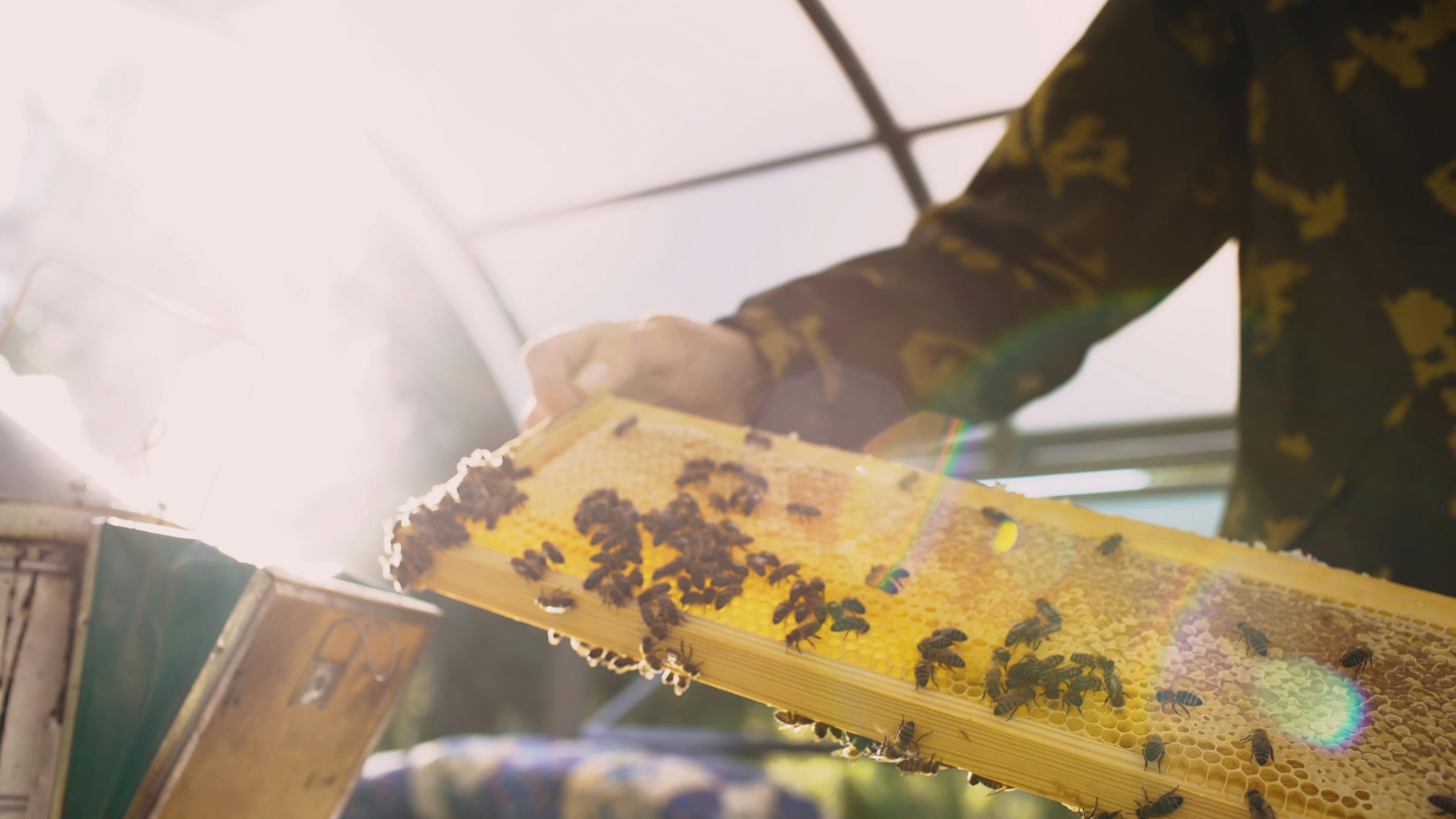 Professional   apiculture solutions  provide a solid basis for successful and sustainable   apiculture  . If the objective is to achieve stable honey harvesting