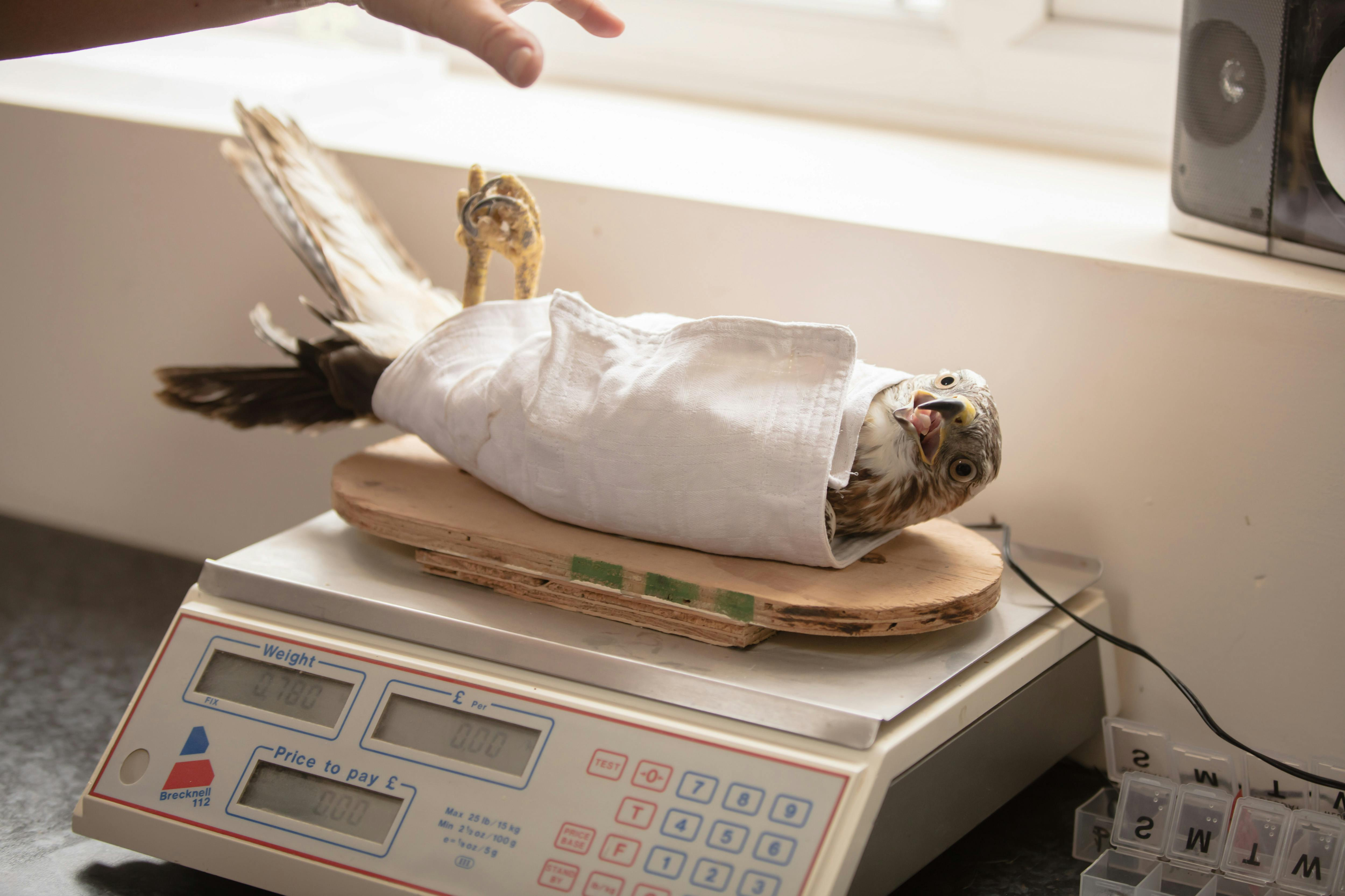 Birds Abi  provides quick, thought-out and safe assistance in situations where birds   in buildings require professional intervention. The service is designed t