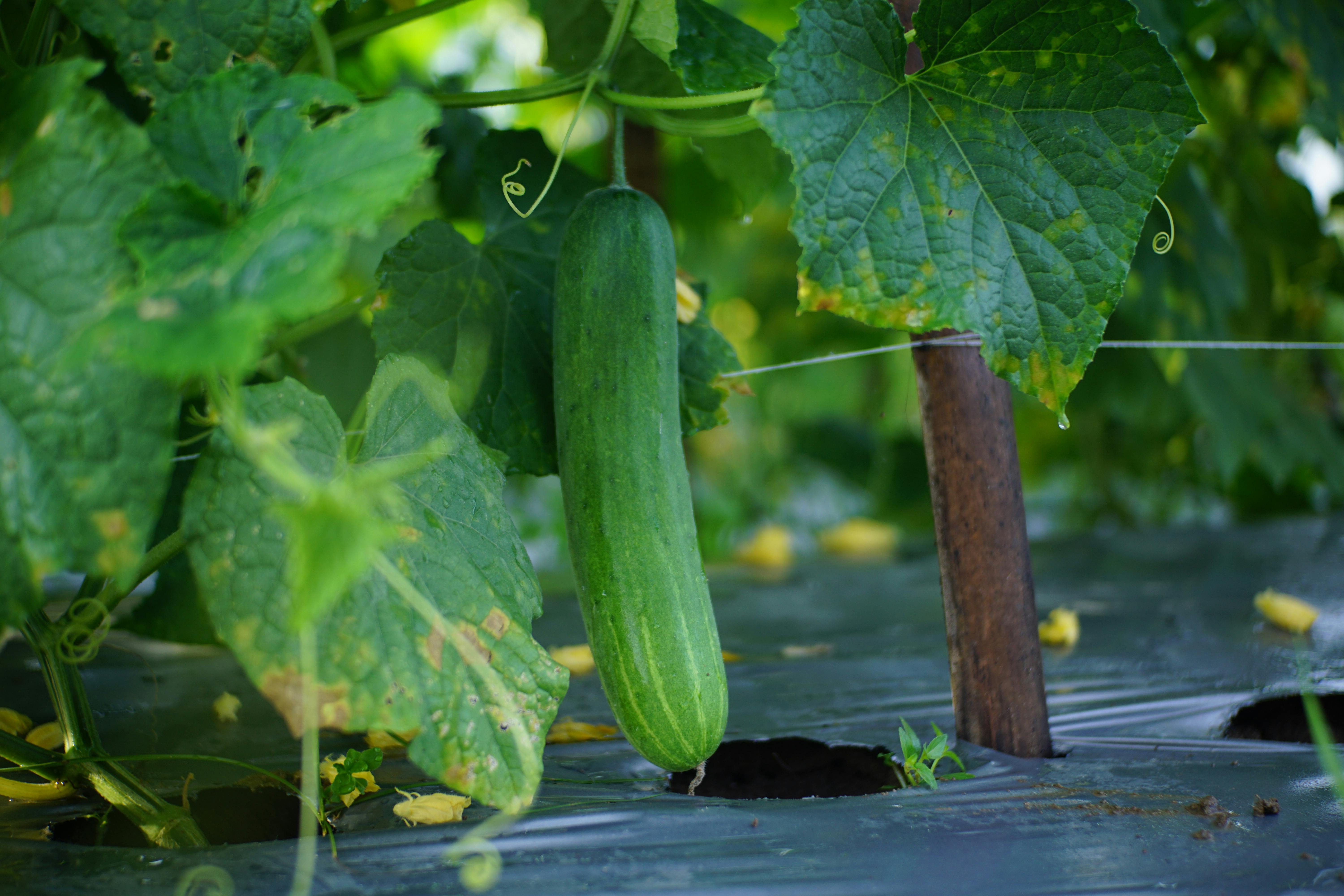 Sleeping cucumbers  has been evaluated for those looking for Estonian  fresh cucumbers  for daily consumption or for retail sale. It is a locally grown harvest 