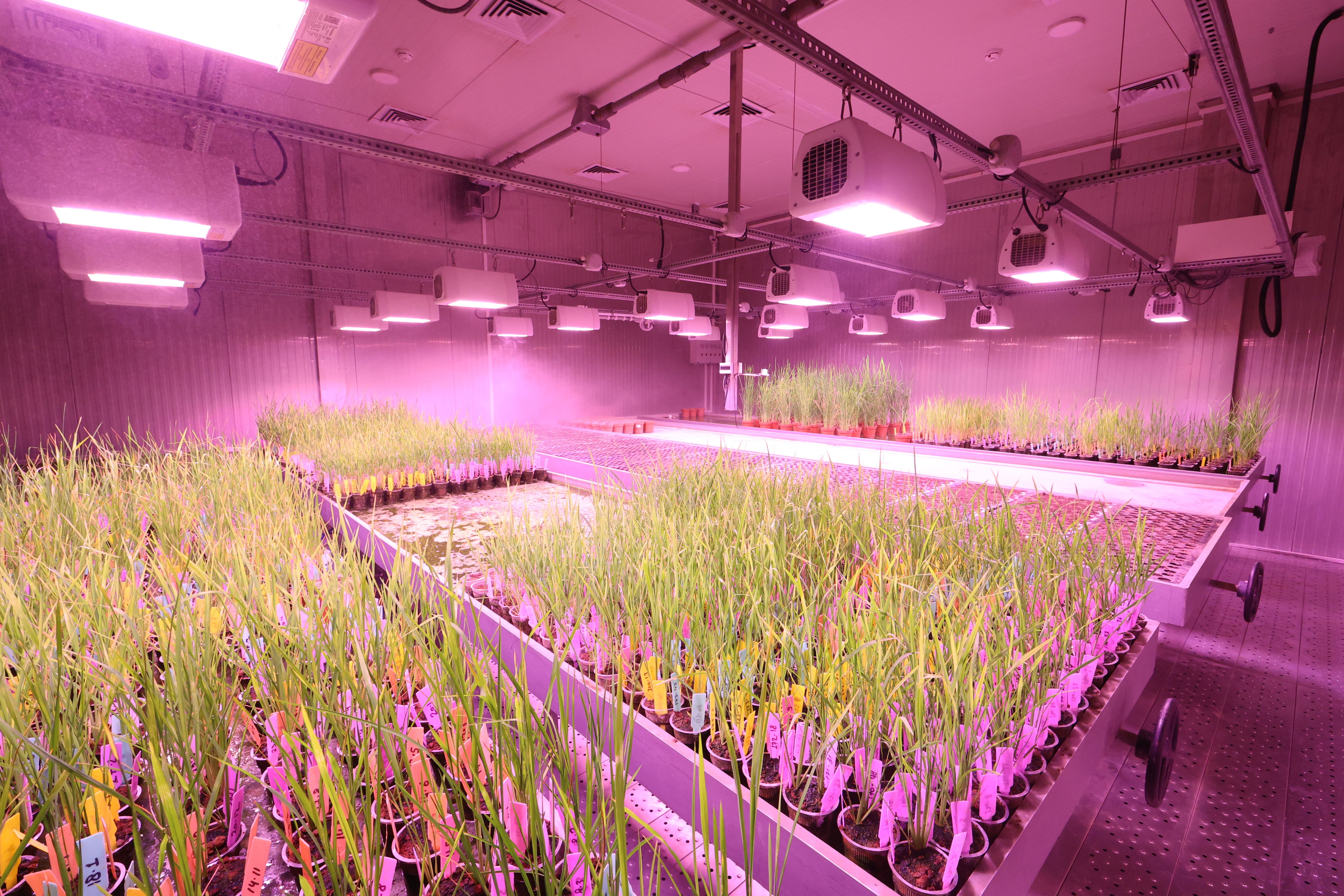 Varietus  is a long-term and strategic process aimed at developing plants that better meet the expectations of modern cultivation, quality and productivity. A w