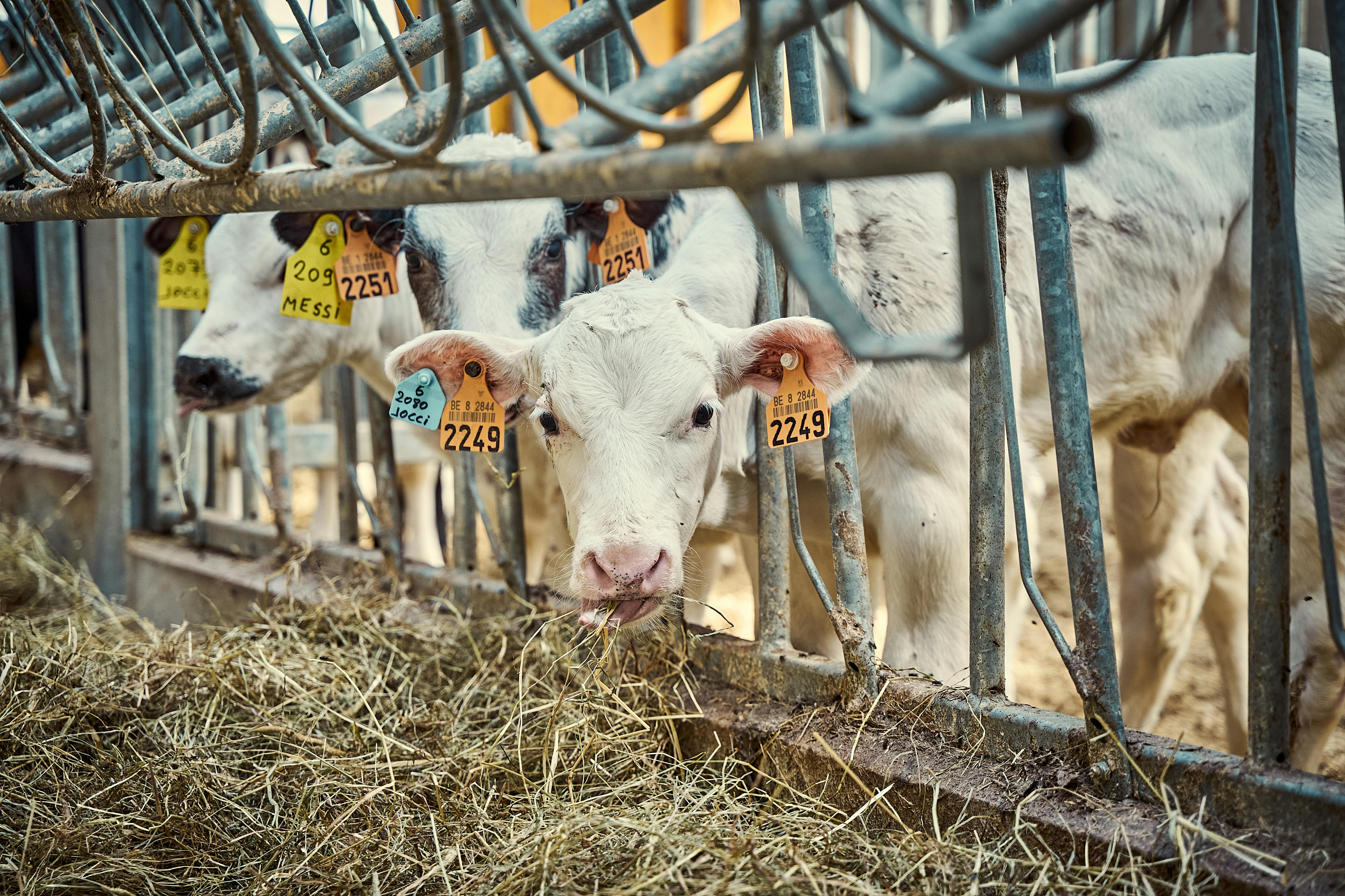 Cattle care  is the basis for successful cattle farming, as the first months of the animal’s life largely determine its later development, durability and produc