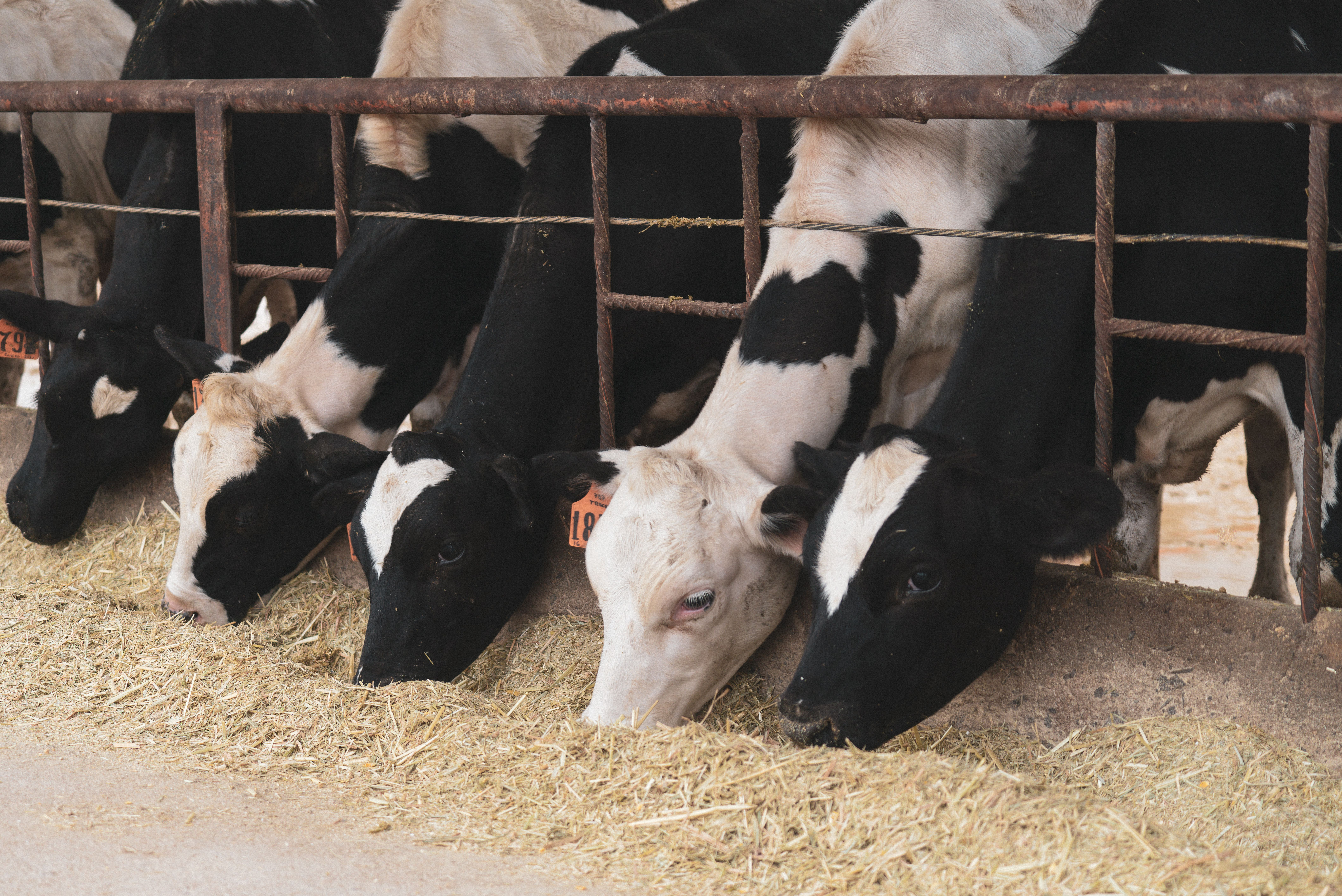 The care   of the herd is one of the most important foundations of the day-to-day operation of the cattle farm, as care for well-thought-out animals supports bo