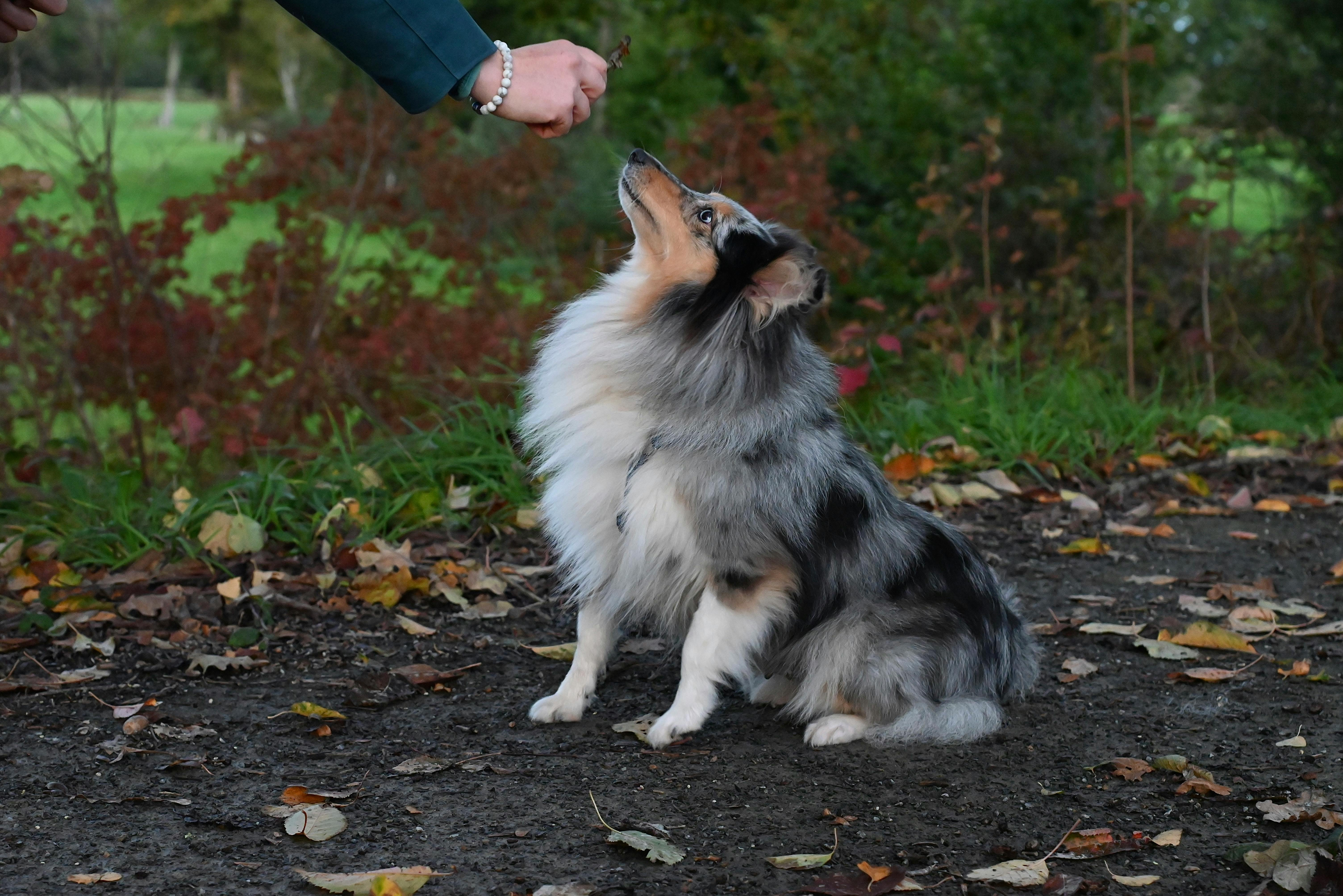 Cold-dried dog buns  are bonuses of high taste and nutritional value designed to motivate and strengthen positive behaviour both in day-to-day training and in a