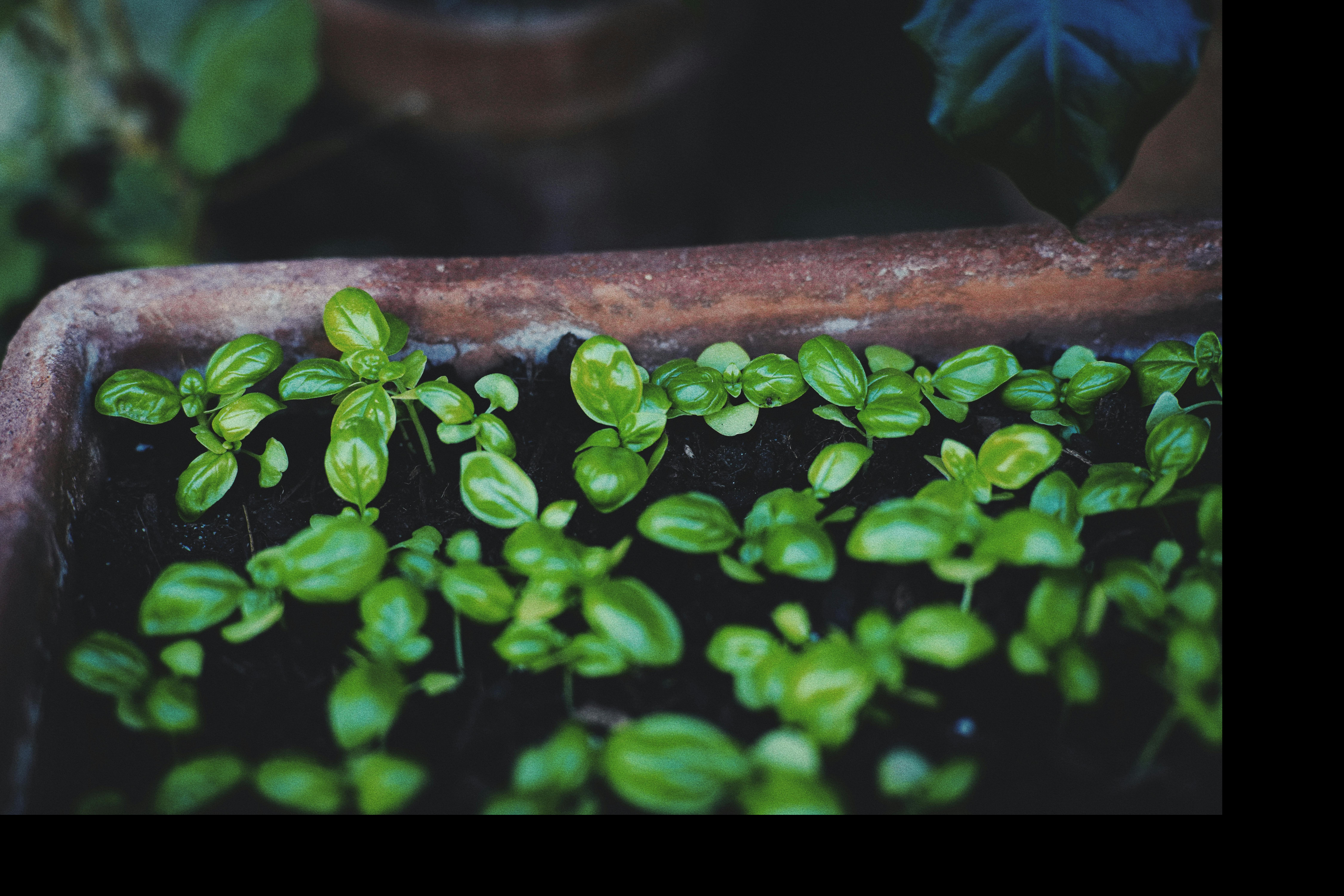 Smart Garden 3  is  compact indoor garden  , which brings home-generation to your everyday life in a simple and space-saving way. A small-format solution is ide