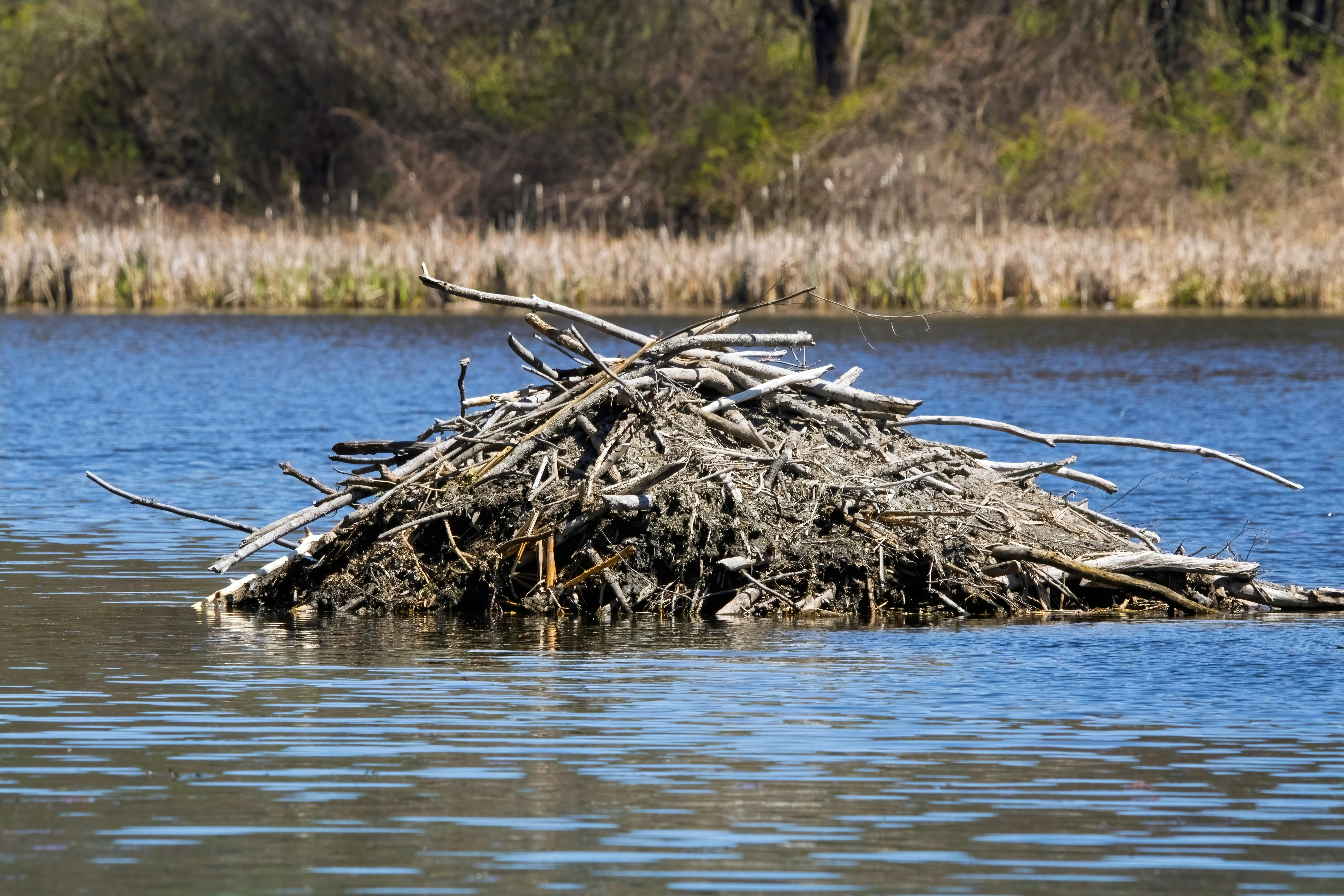 Professional control of beavers helps to protect land, property and water environments  The activity of beavers can cause significant problems in a short time: 