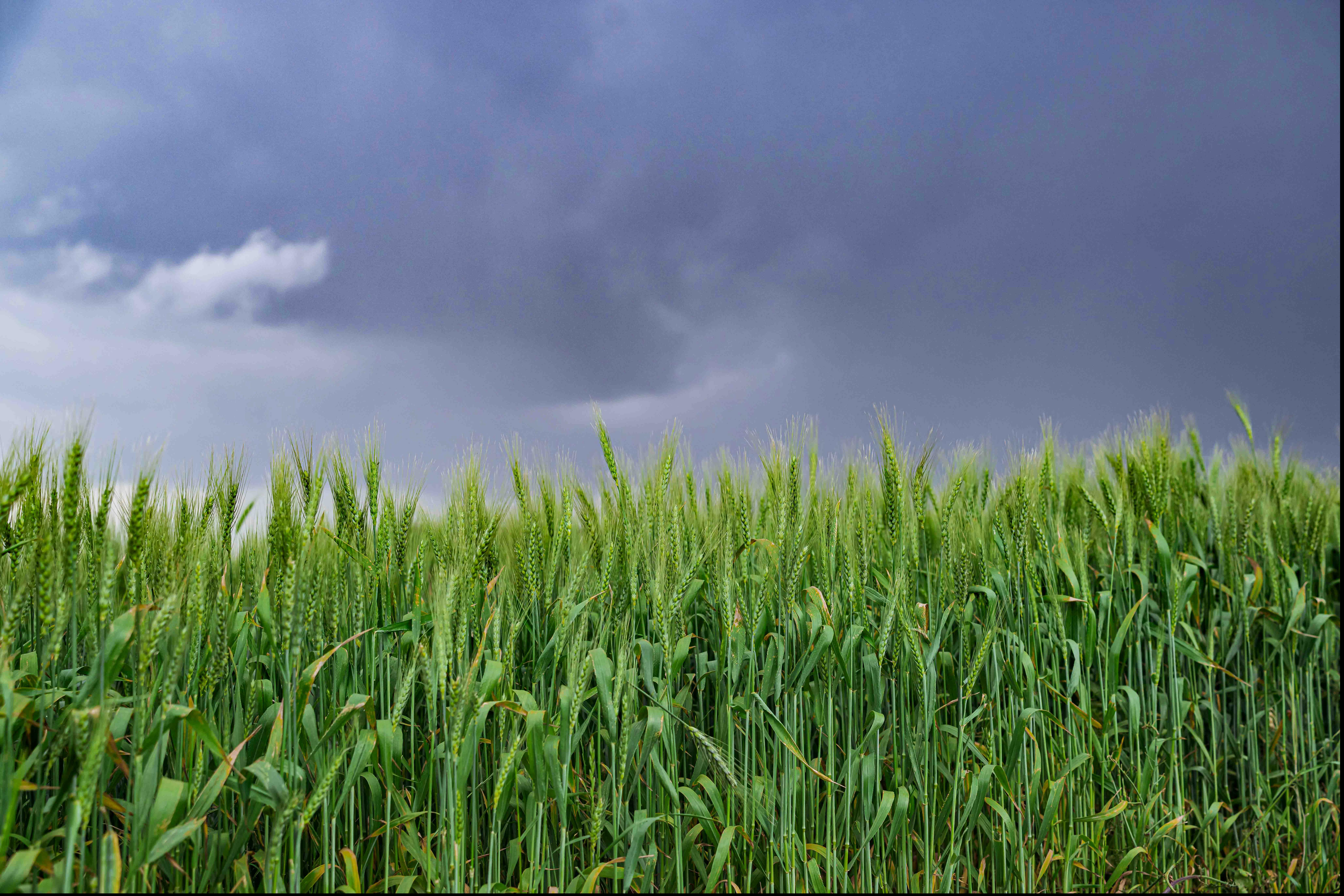 Crop insurance  provides a significant financial sense of security in the daily risks of agriculture and horticulture. The coverage is designed in such a way th
