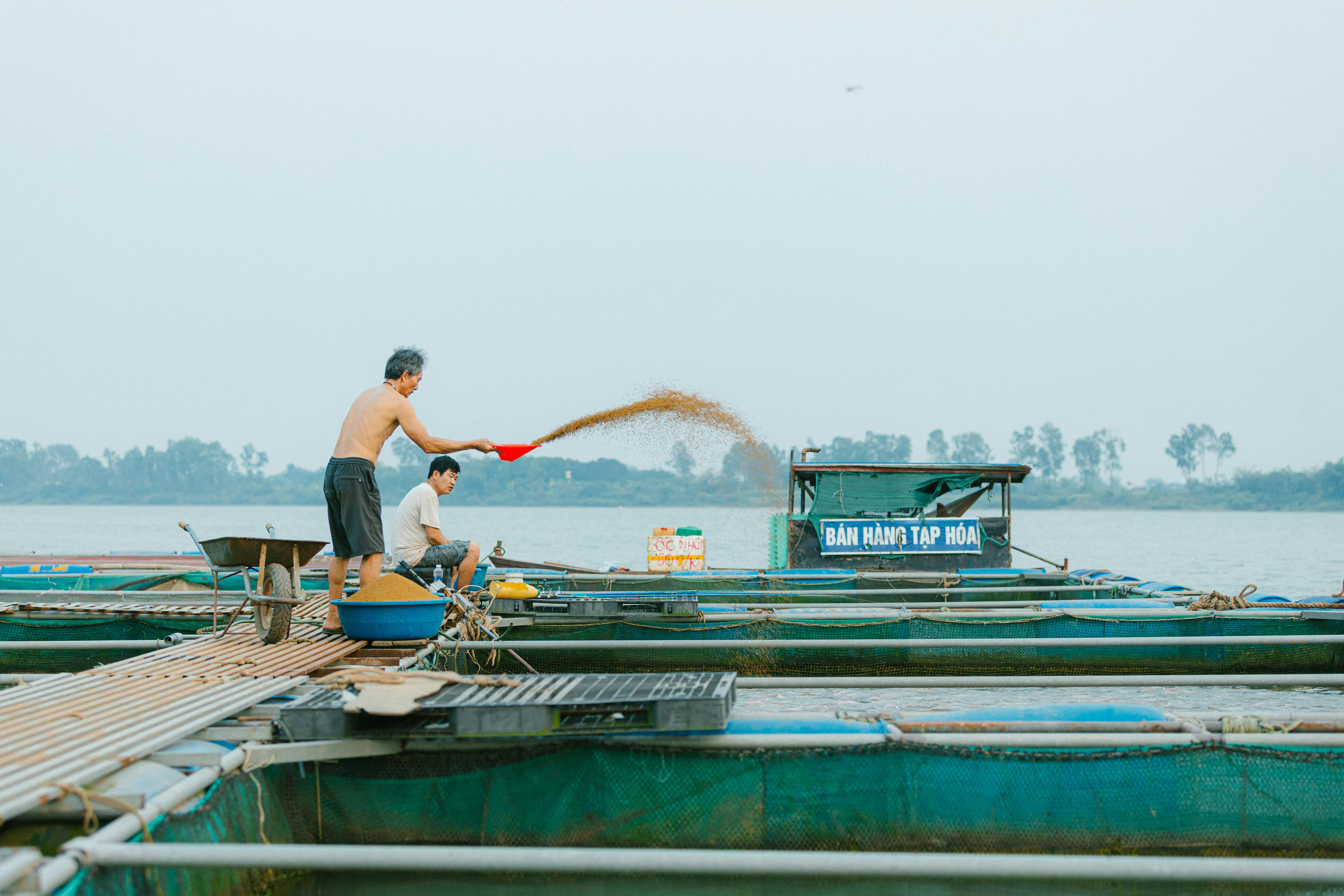 Little farming  is one of the most important stages of fish farming, as the viability, growth potential and consistency of young fish develops at an early stage