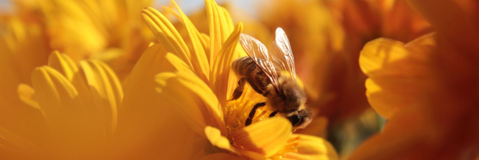 Estonian nature has always been our greatest treasure, offering a rich array of flavors, healthful compounds, and traditions. Meks OÜ, a local beekeeping enterp