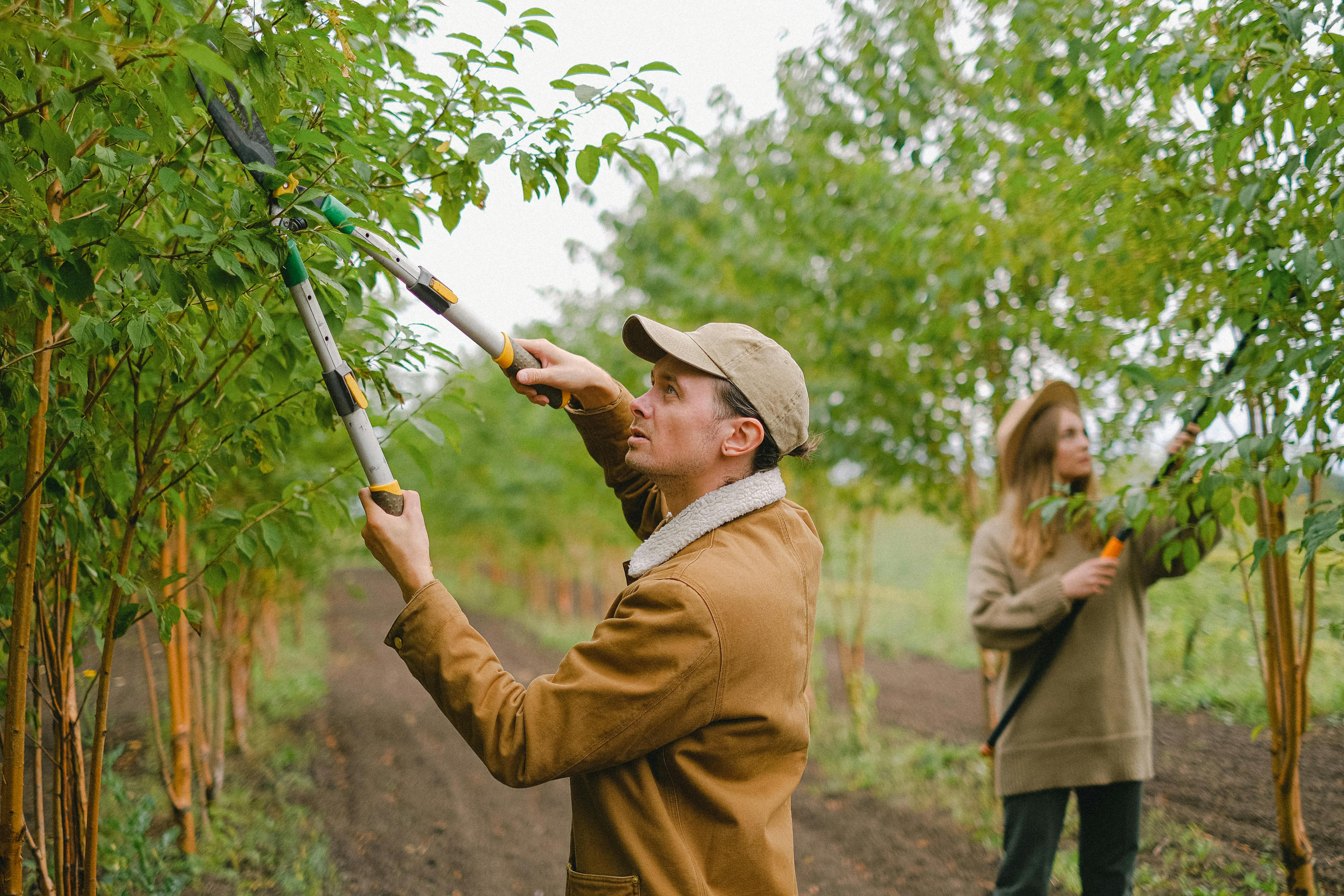 The establishment and maintenance of orchards   offers a comprehensive solution from planning to regular maintenance to ensure maximum yield and resistance of t