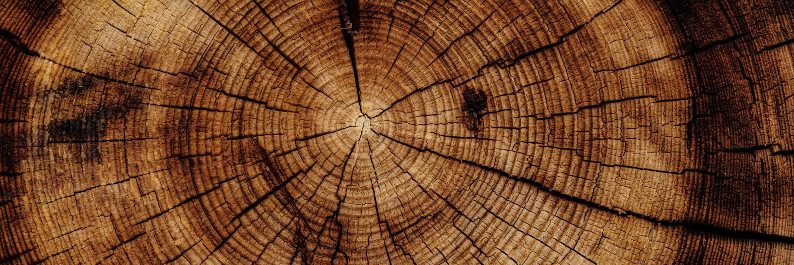 Kui otsite usaldusväärset partnerit puidu ja puidu esmatöötlustoodete hulgimüügis, siis olete jõudnud õigesse kohta. TIMBLE OÜ on ettevõte, mis on spetsialiseer