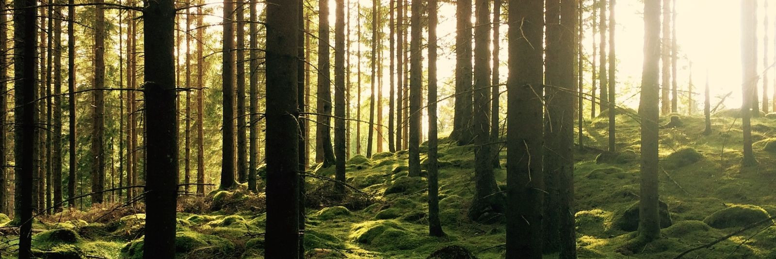 Vivashop OÜ on pühendunud ettevõte, mis on aastate jooksul kujundanud Eesti metsamajanduse maastikku, pakkudes laia valikut teenuseid selles sektoris. Meie miss