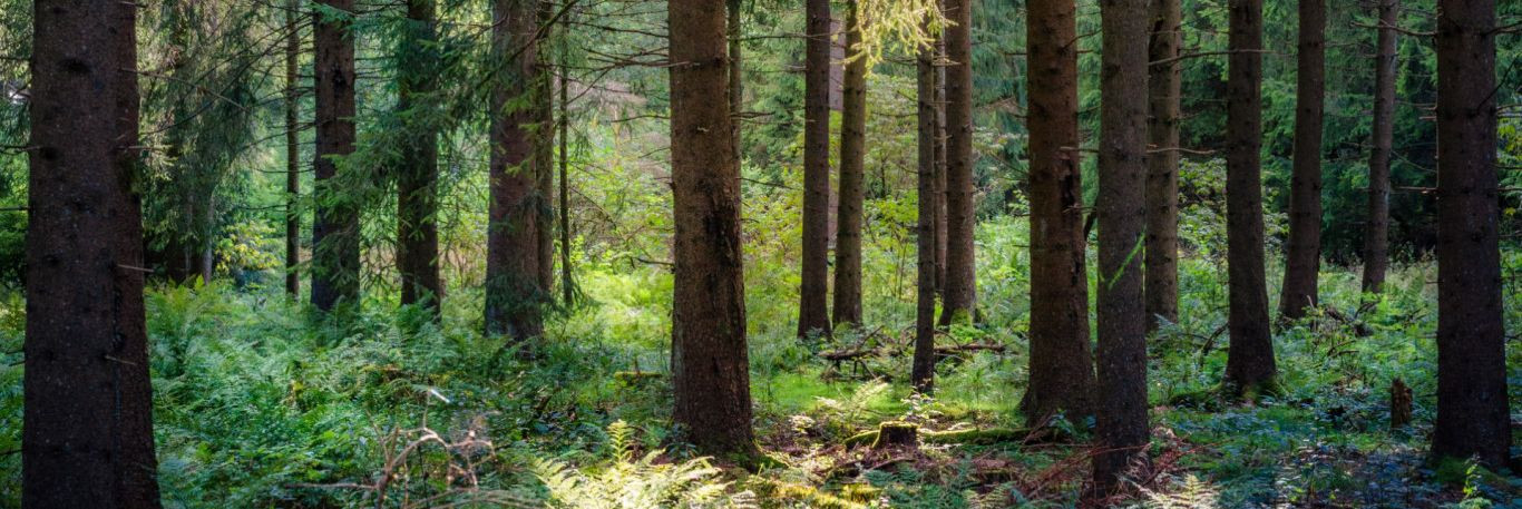 Relsiit Haldus OÜ on Eesti looduse usaldusväärne kaitsja ja jätkusuutliku metsa- ning põllumajandusmaa eestkostja juba peaaegu kümnendi vältel. Alustades perefi
