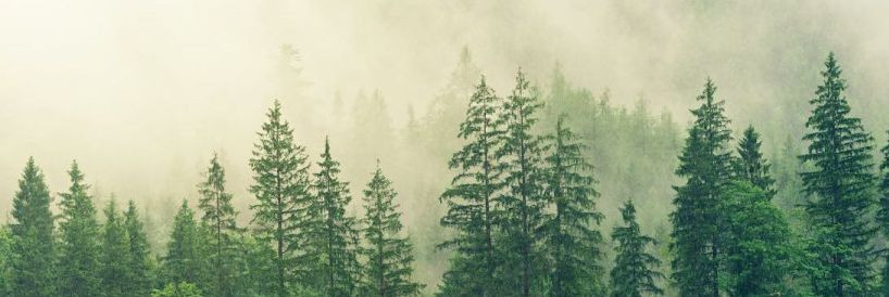 BRIMAREST OÜ tegeleb metsakorraldustöödega juba aastast 1995. Metsakorraldustööd hõlmavad erinevaid metsanduslikke tööd, mis on seotud metsa hooldamise ja taast