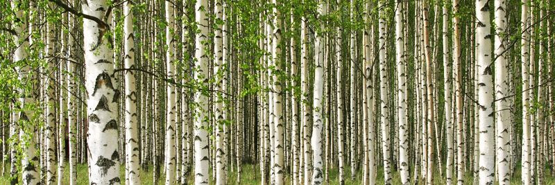 Metsapartner OÜ on Eesti kapitalil põhinev eraettevõte, kes on pühendunud metsanduse valdkonnas kõrgekvaliteediliste ja professionaalsete teenuste pakkumisele. 