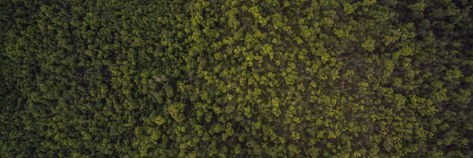 Alates 2007. aastast oleme olnud Eesti metsandussektoris tuntud kui usaldusväärne ja professionaalne partner. Mis alustas end ühe mehe visioonist, on nüüdseks k