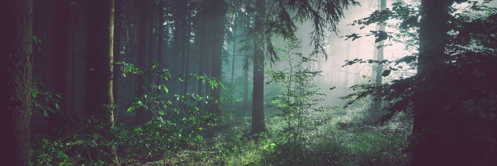Kui räägime metsast, räägime meie – OK Mets OÜ-st, Eesti kapitalil põhinevast ettevõttest, mis on olnud metsanduse alal liidriks juba alates 2007. aastast. Olem
