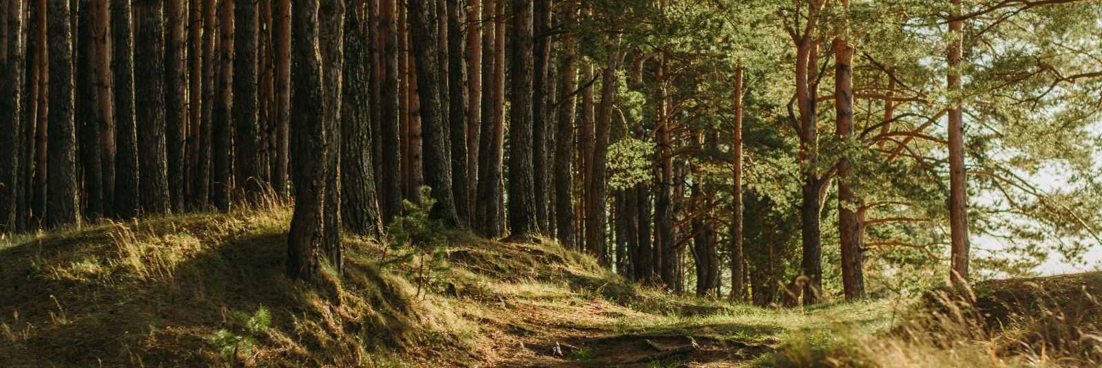 Eesti metsad on meie rahvuslik aare, olles mitte ainult loodusliku iluga, vaid ka majandusliku potentsiaaliga. Forest Reserves OÜ on 100% Eesti kapitalil põhine