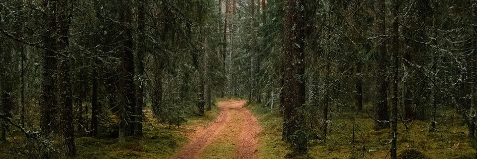 Eesti Metsameistris mõistame metsa väärtust meie rahva jaoks. See on mitte ainult majanduslik varandus, vaid ka oluline osa meie kultuuripärandist. Meie eesmärk