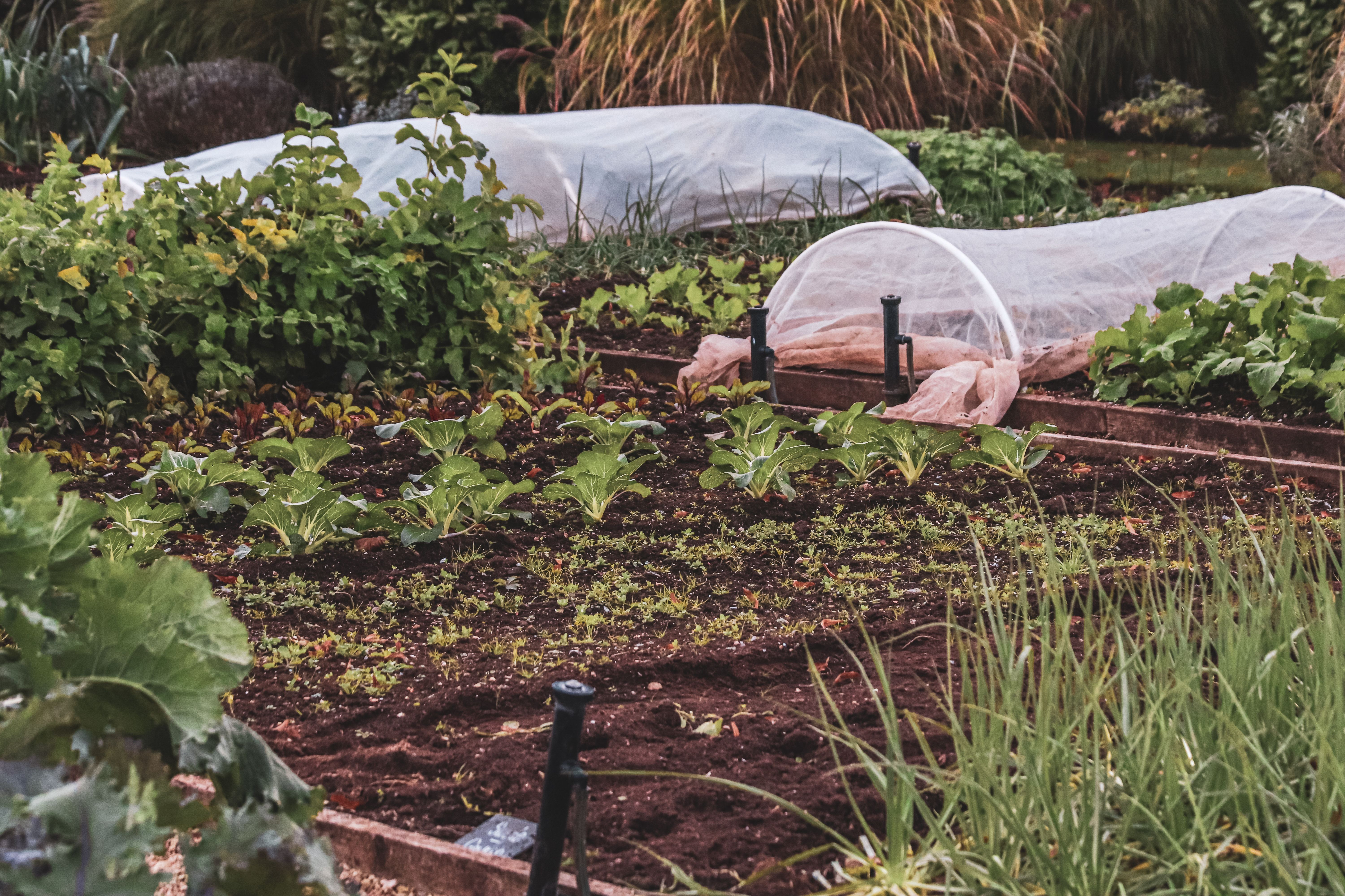 Our activities focus on protecting gardens so that more peace and less damage are left to grow. We believe that a well-preserved garden begins with simple and r