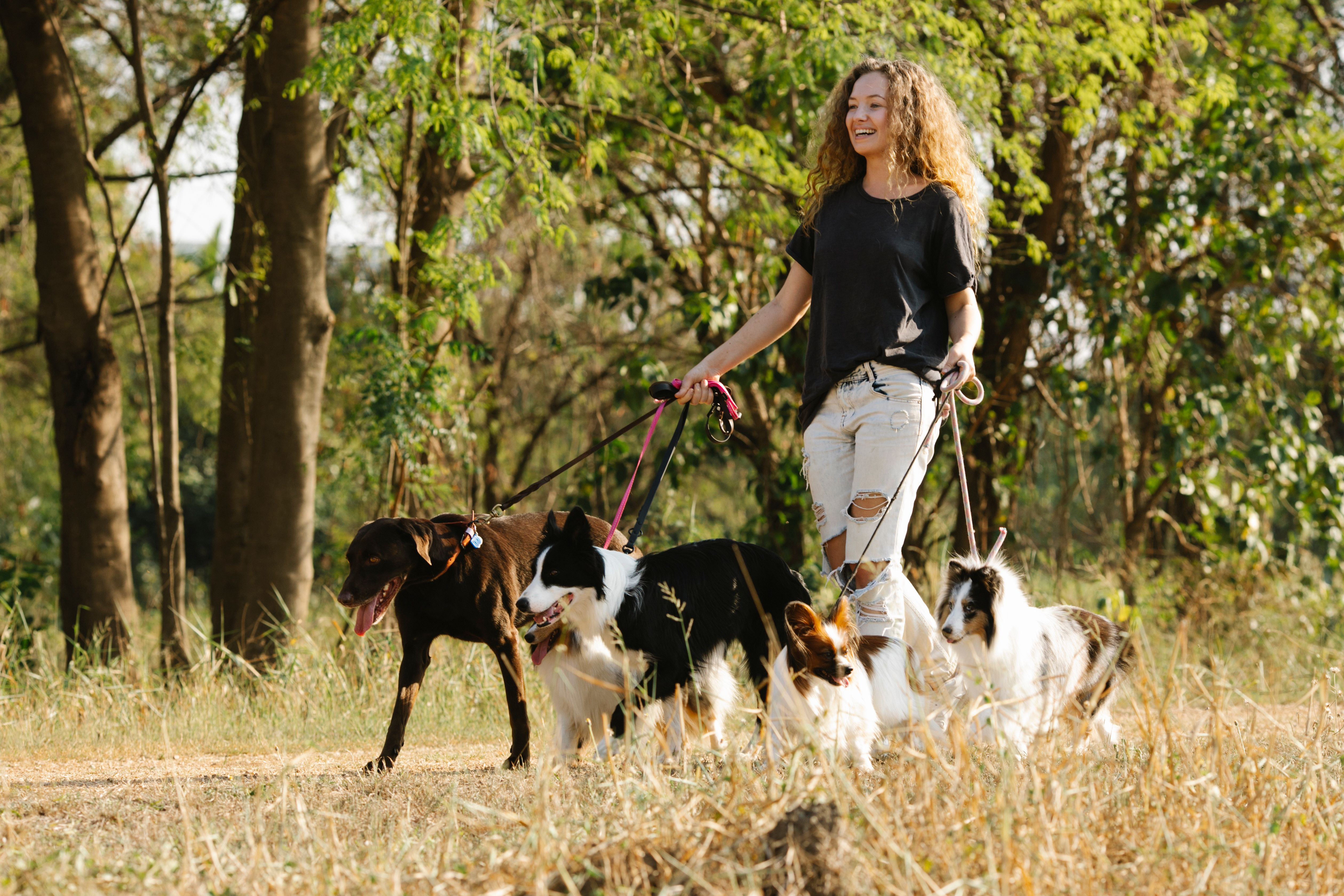 This establishment is responsible for reliable pet care in situations where the owner needs strong and caring support. The aim is to provide calm and attentive 