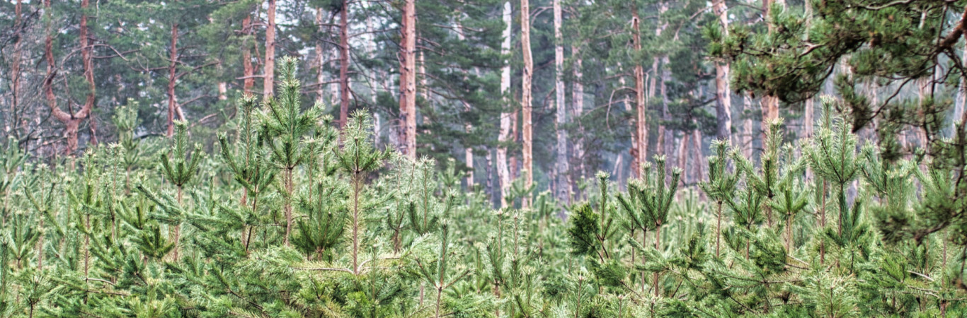 Eesti Maavara OÜ on 2001. aastal loodud 100% Eesti kapitalil põhinev ettevõte, mis tegeleb erinevate metsa-ja põllumaade alaste lahendustega. Ettevõtte põhitege