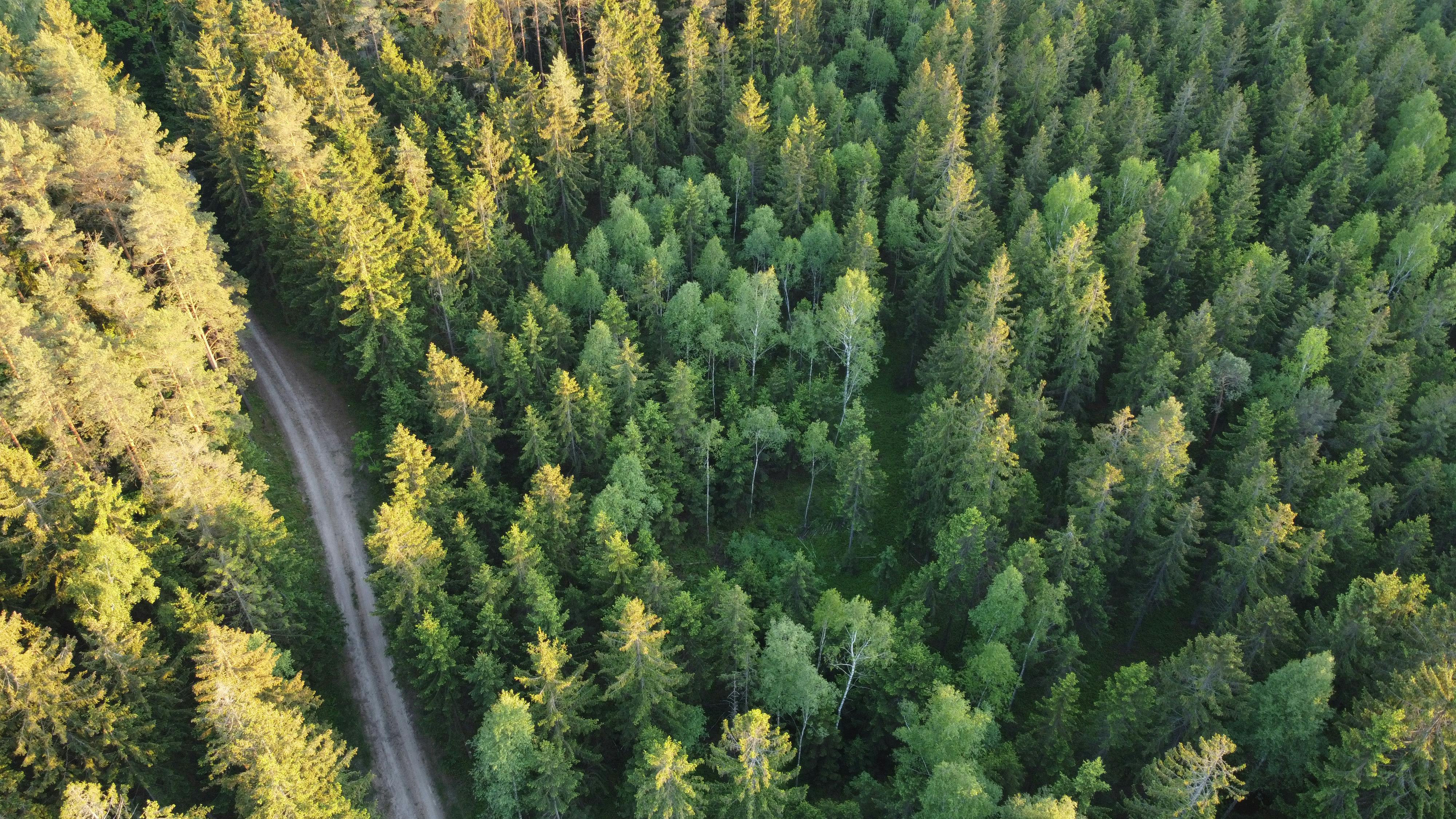 Quick, secure purchase and sale of forest properties without headache     We purchase forest properties  both cleaned and  loaded properties , offering quick pa