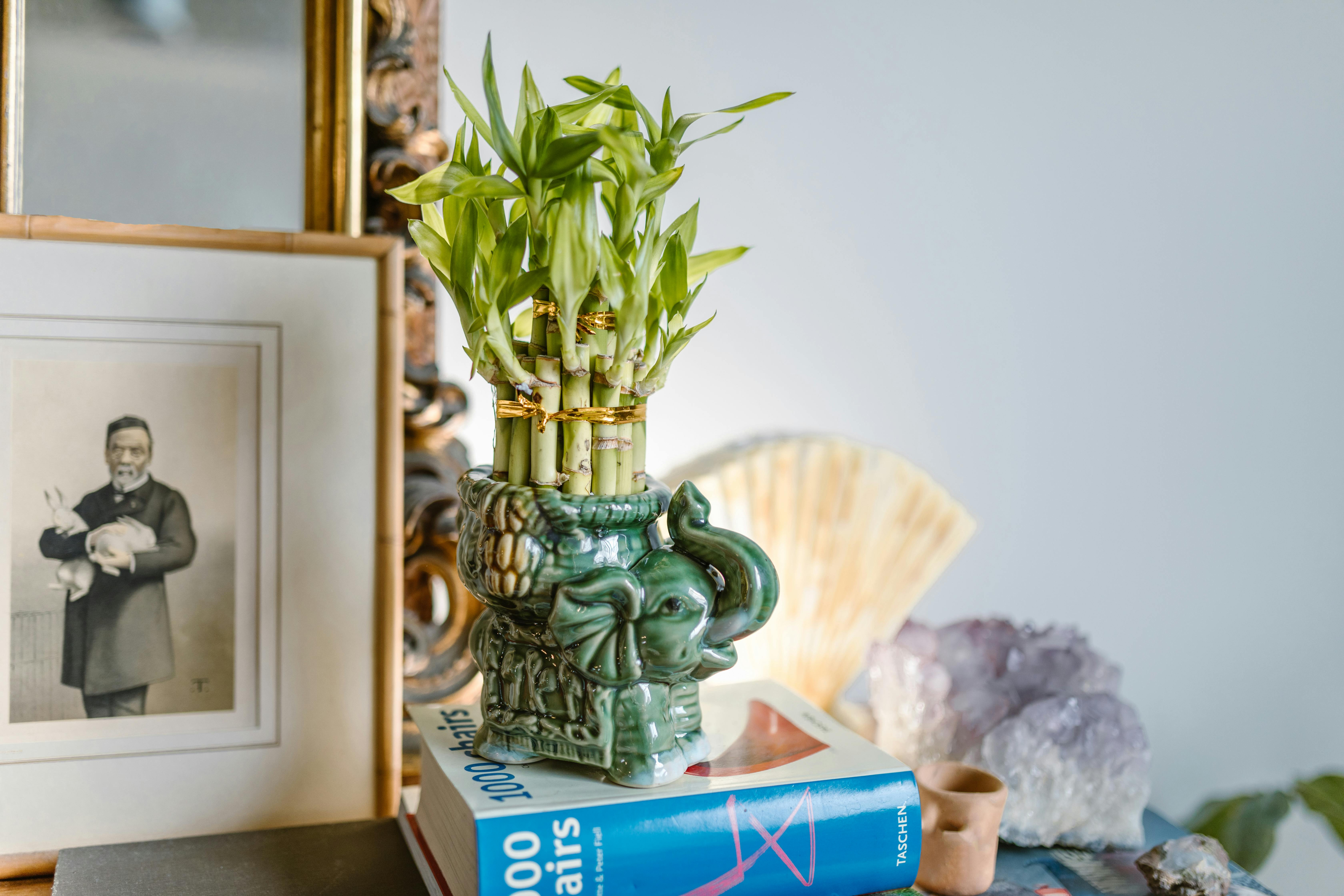 Feng Shui Lahendus  ühendab ühte terviklikku teenusesse feng shui konsultatsiooni, praktilise feng shui koolituse, inspireerivad Aasia reisid ja hoolikalt valit