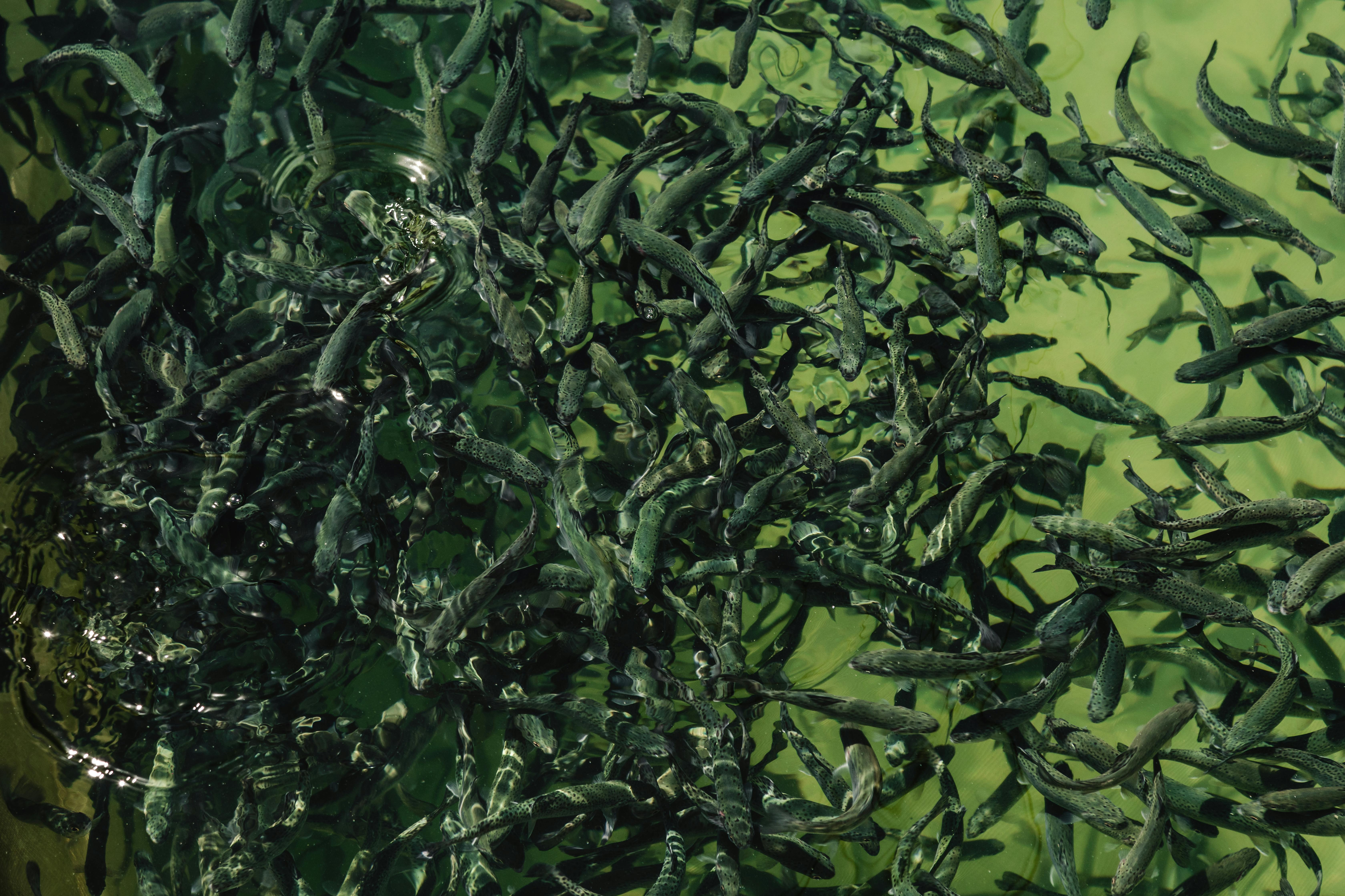 Farming farm provides a comprehensive and well-managed growing ...