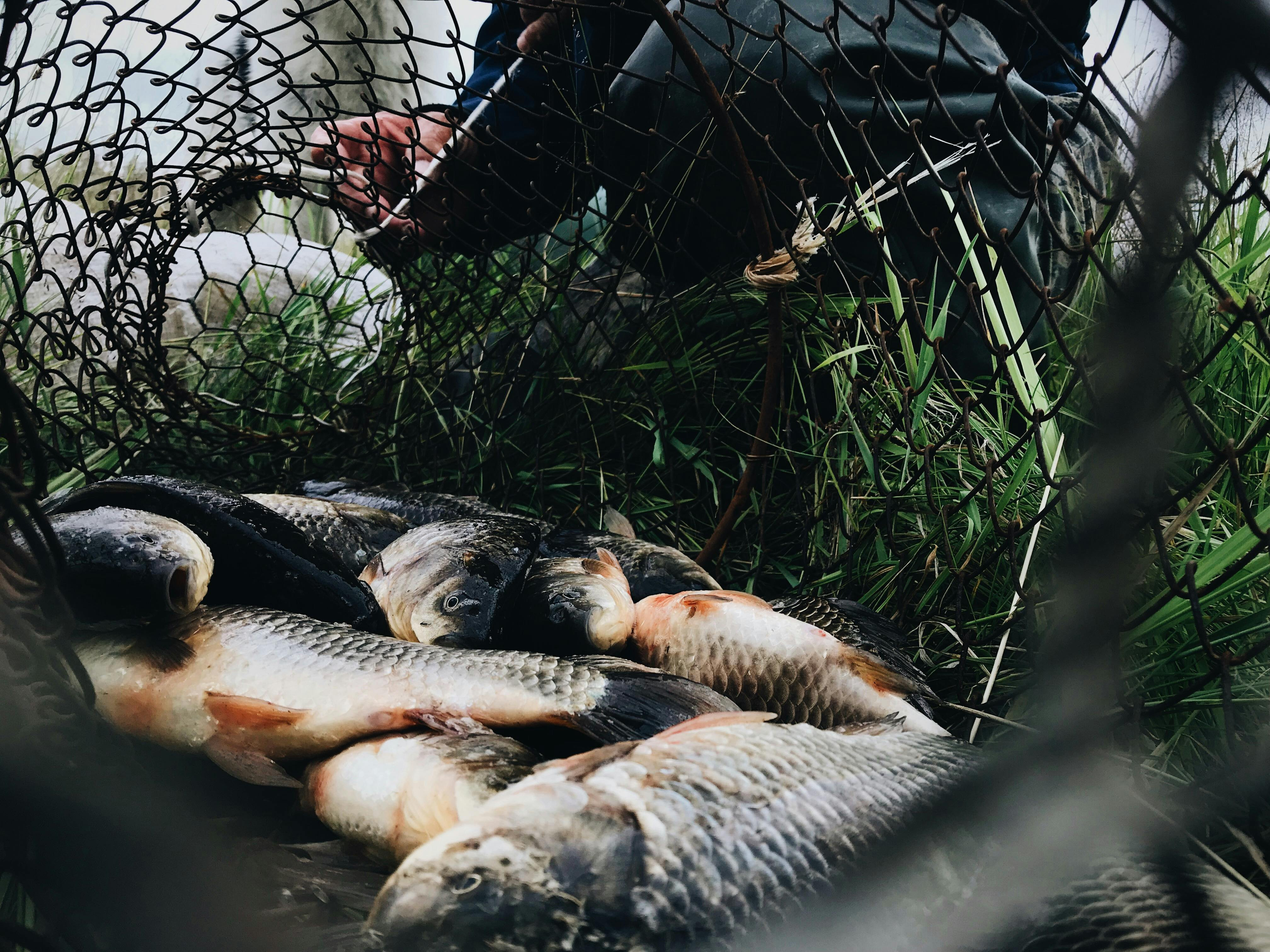 Fishing on Lake Peipsi  means a high-quality and reliable source of fresh raw materials for both domestic cook and catering. Freshwater fish from local fisherie