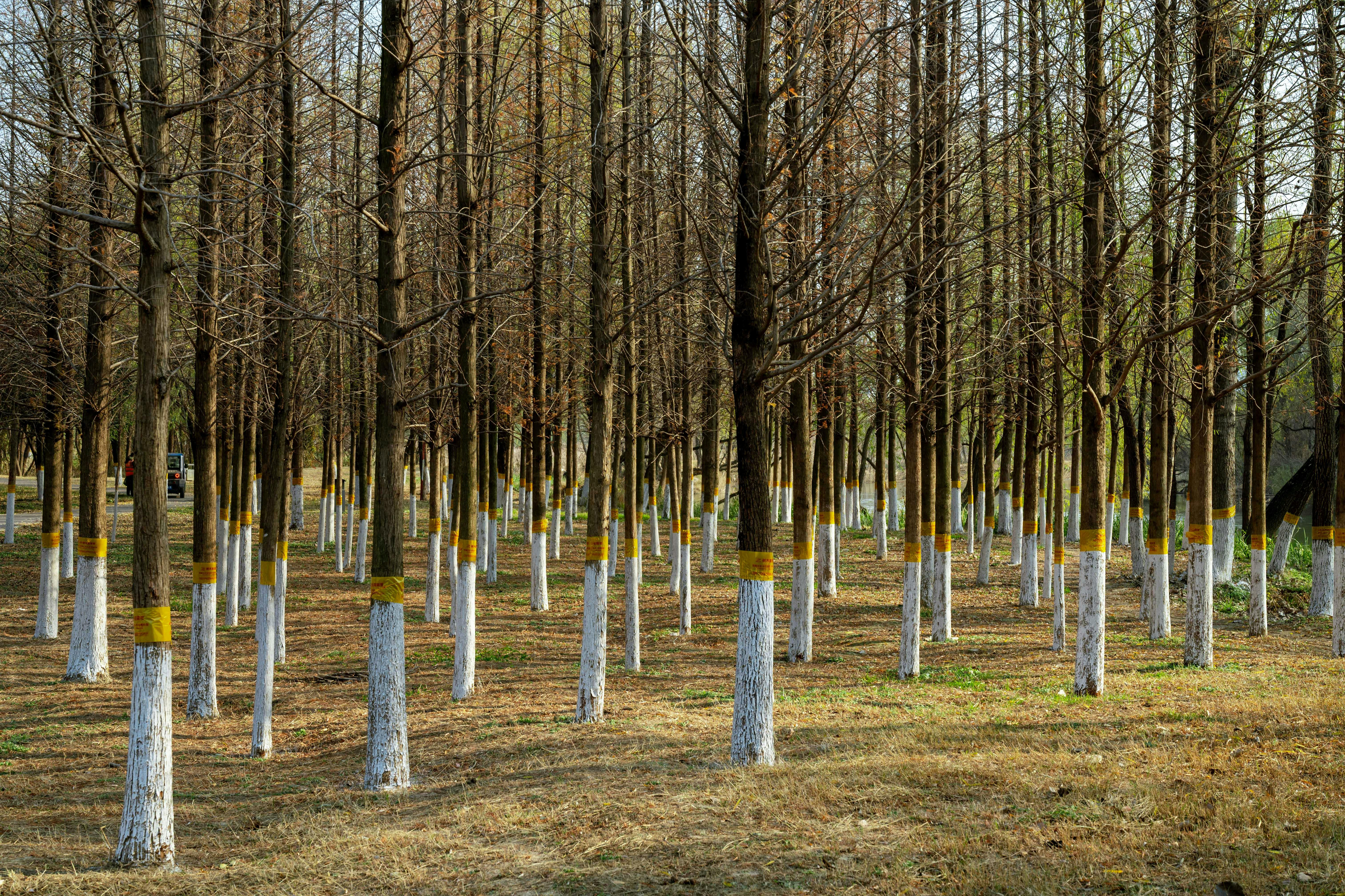 Forest maintenance  is aware of the investment in the future of the forest. Considered forest management works help to shape a viable, homogeneous and valuable 