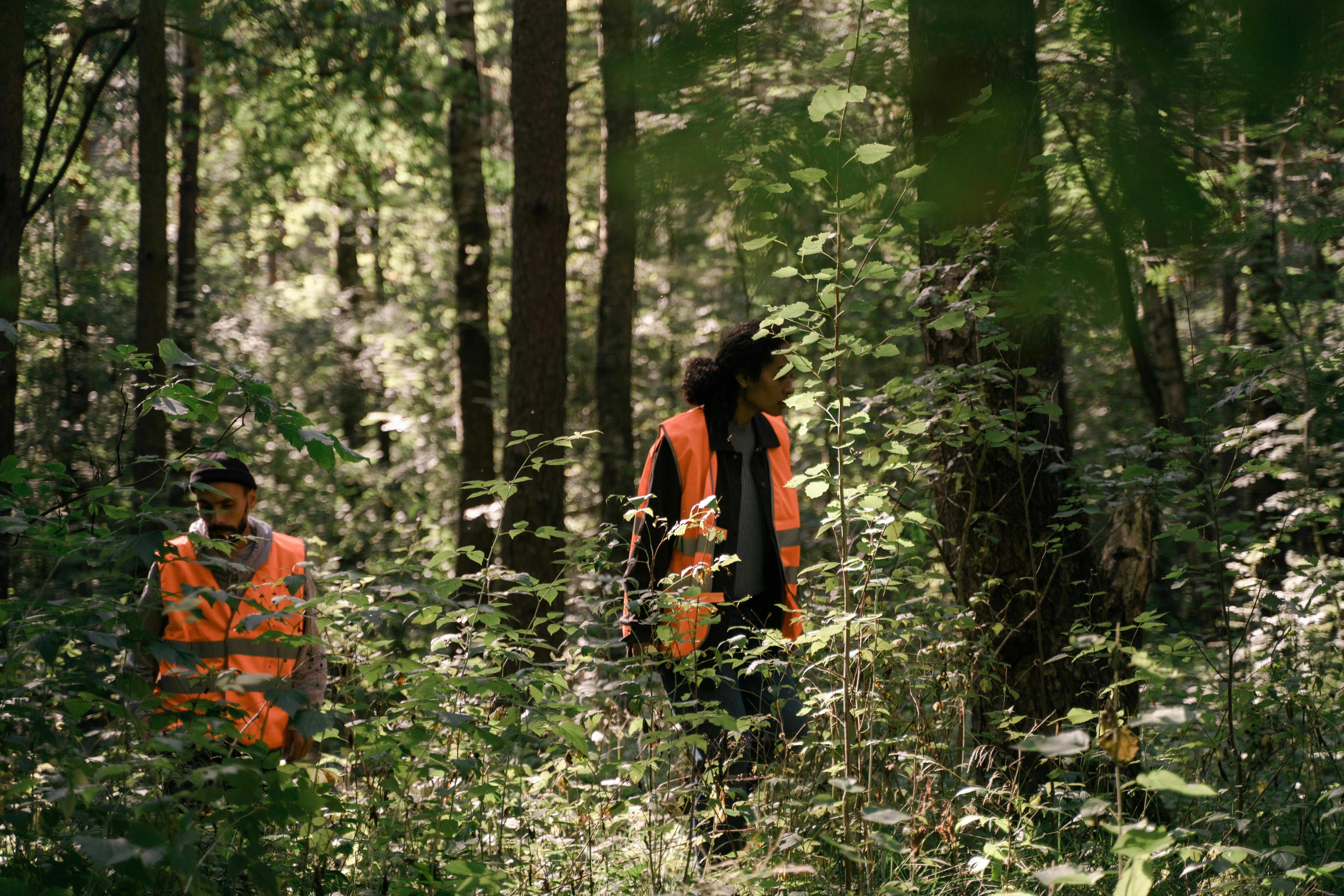 Forest care is an important investment in forest health, growth ...