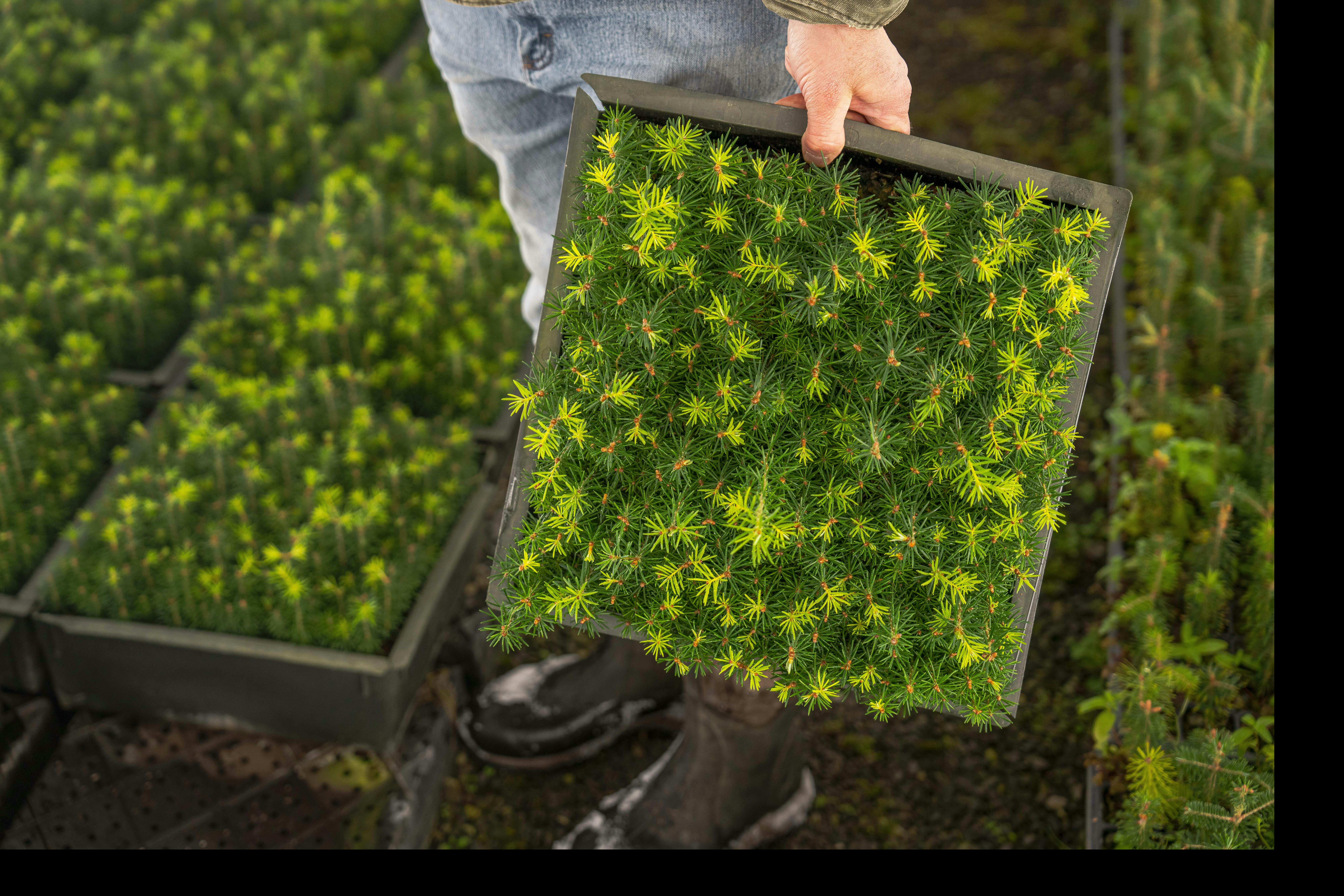 What does professional forest renewal ensure?    Forest renewal  creates a strong start to the new forest and reconstructs damaged or post-harvest areas efficie