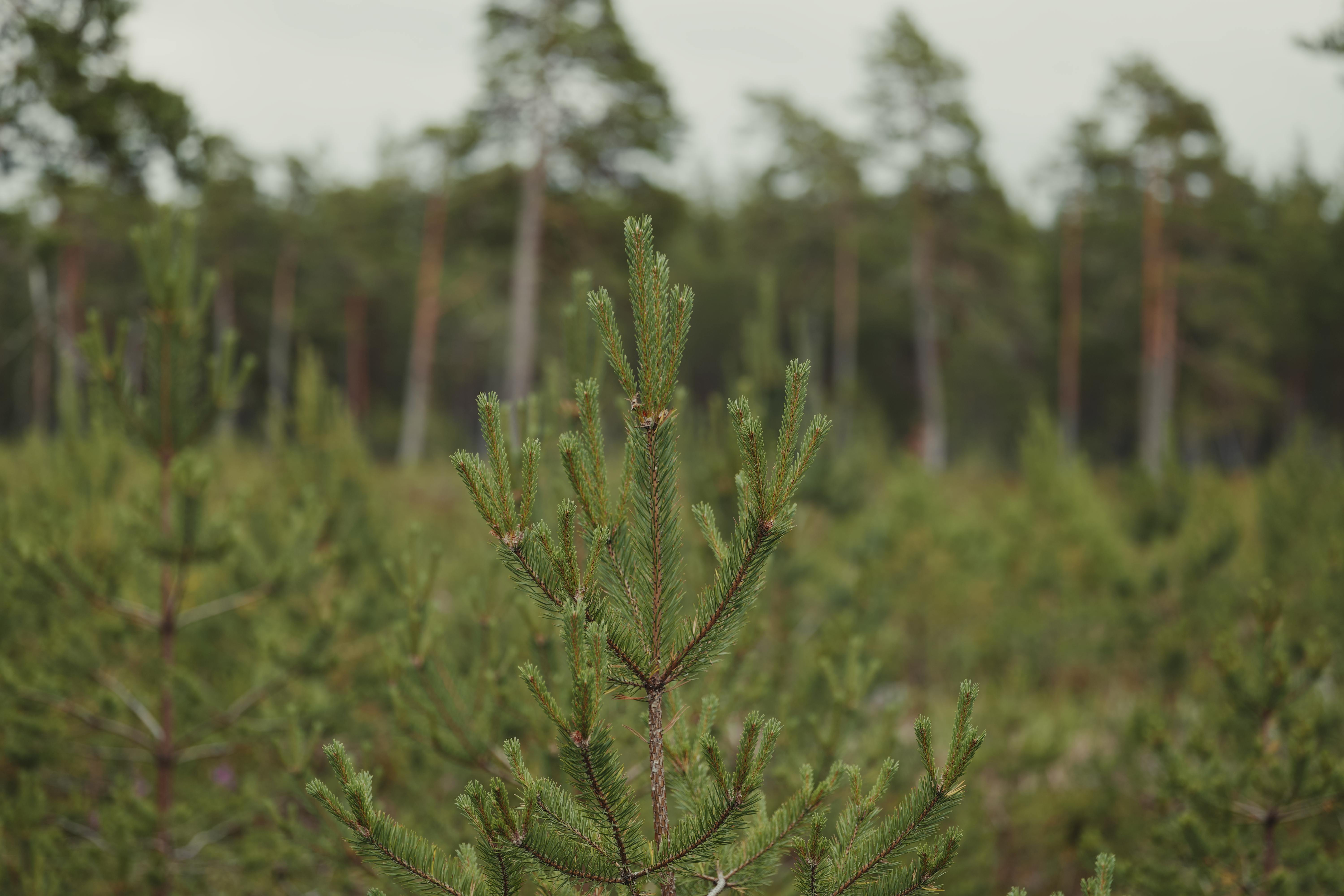 A comprehensive solution for the maintenance and development of forest land   Forest services help to maintain the forest land in good condition, support the de