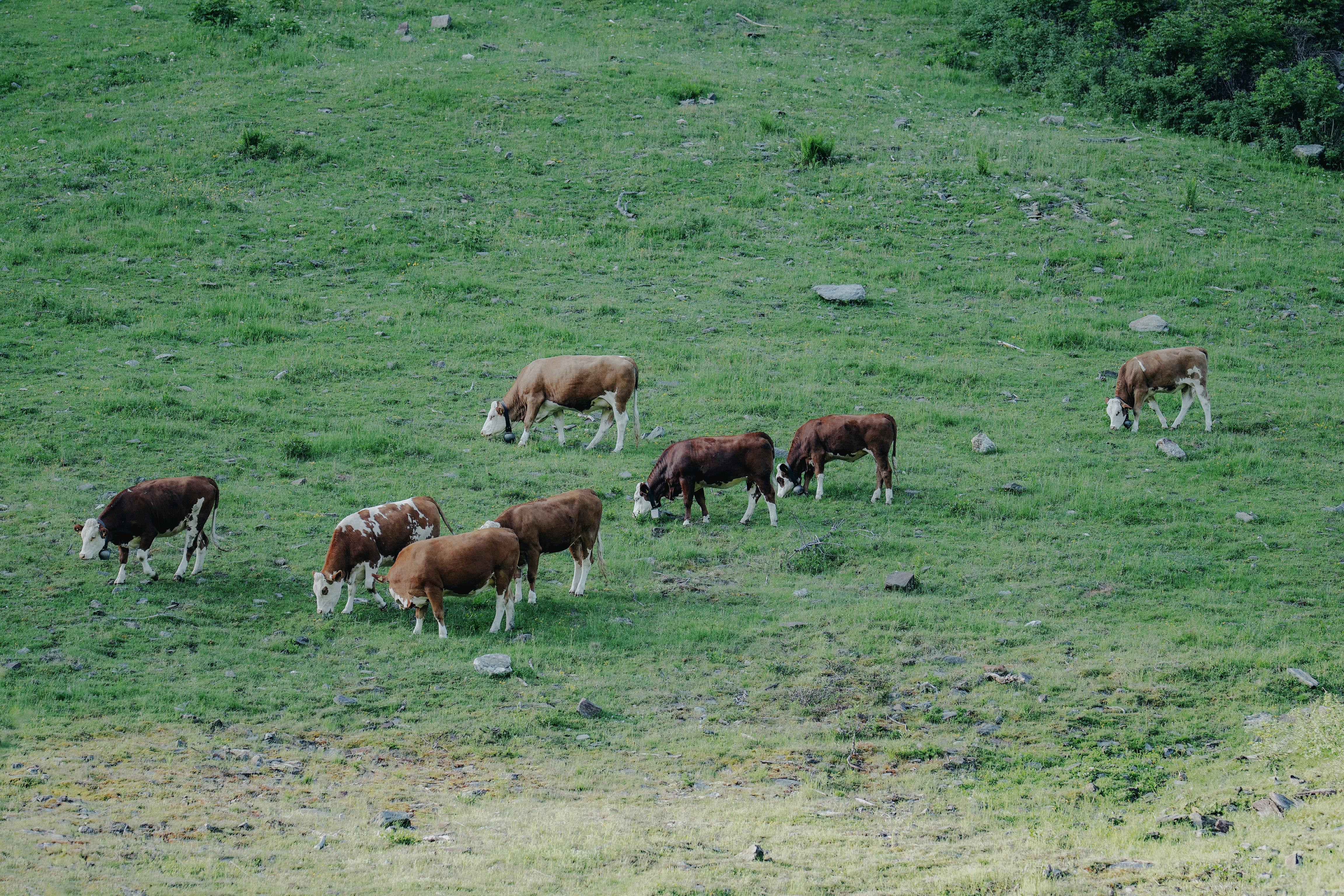 A well-functioning pasture management is one of the most important pillars of each successful livestock farming. When the pasture is regularly maintained and th