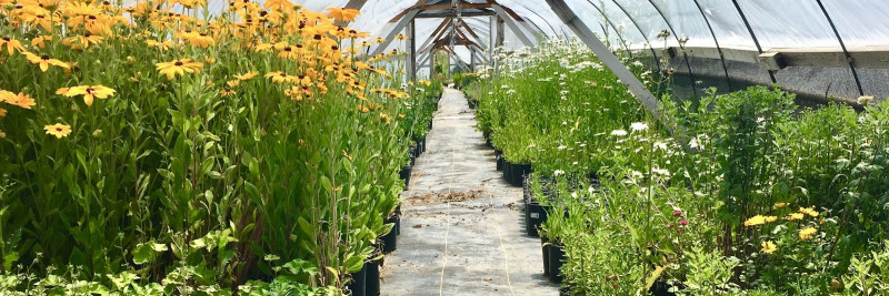 Haiguste ja kahjurite tõrje aianduses: Olulised juhised ja soovitused